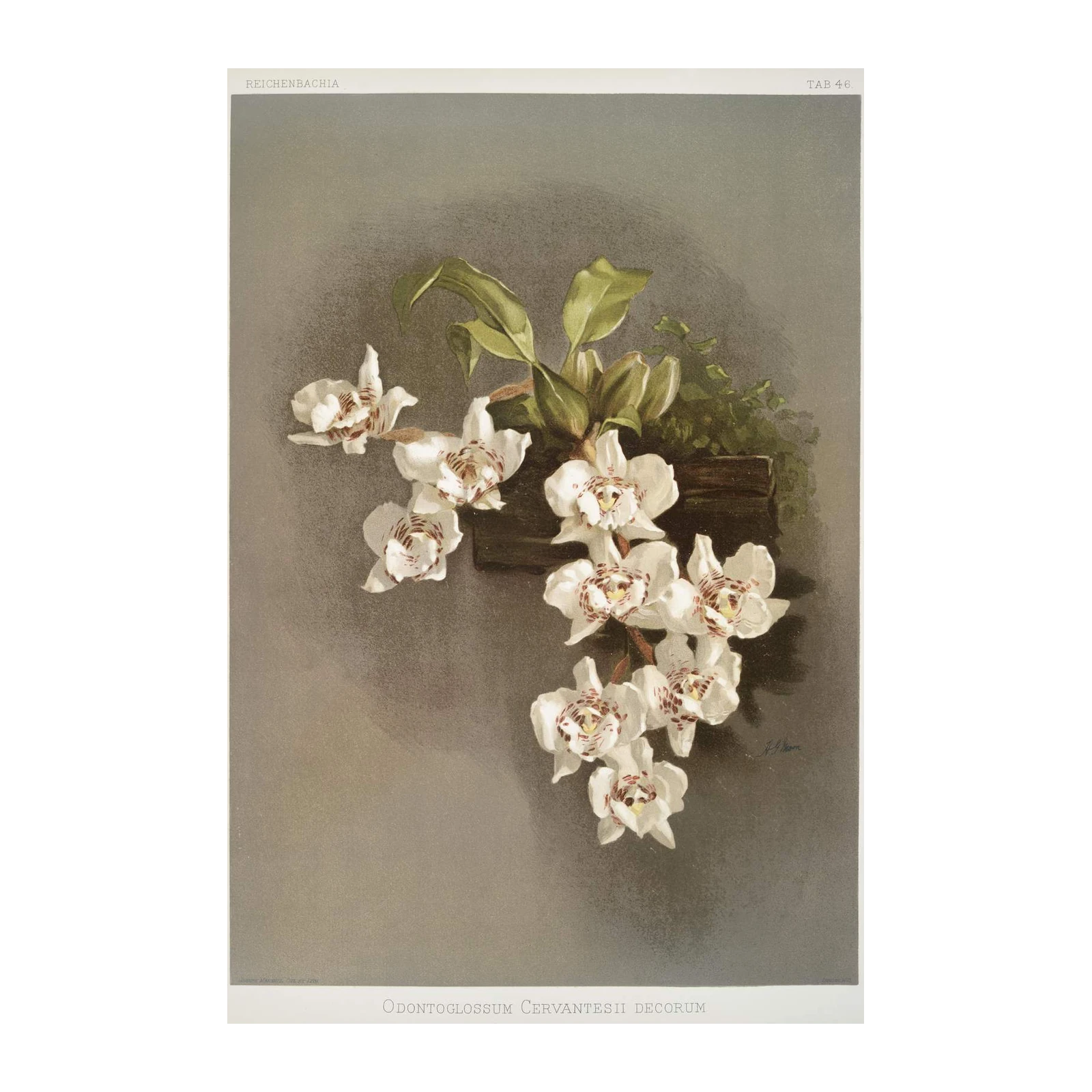 Vintage Orchid Botanical Art Wall Art