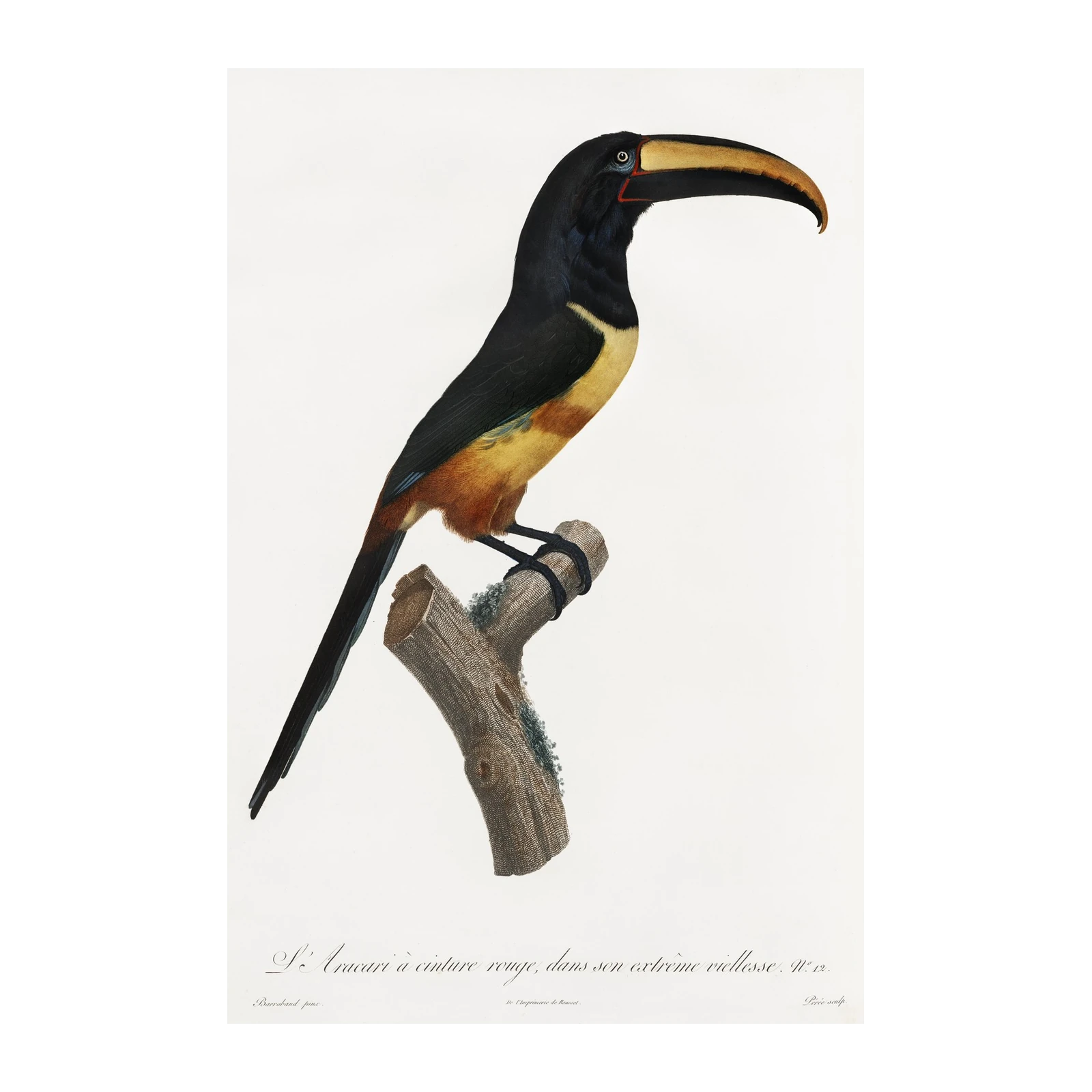 Red-Collared Aracari Bird Art Wall Art