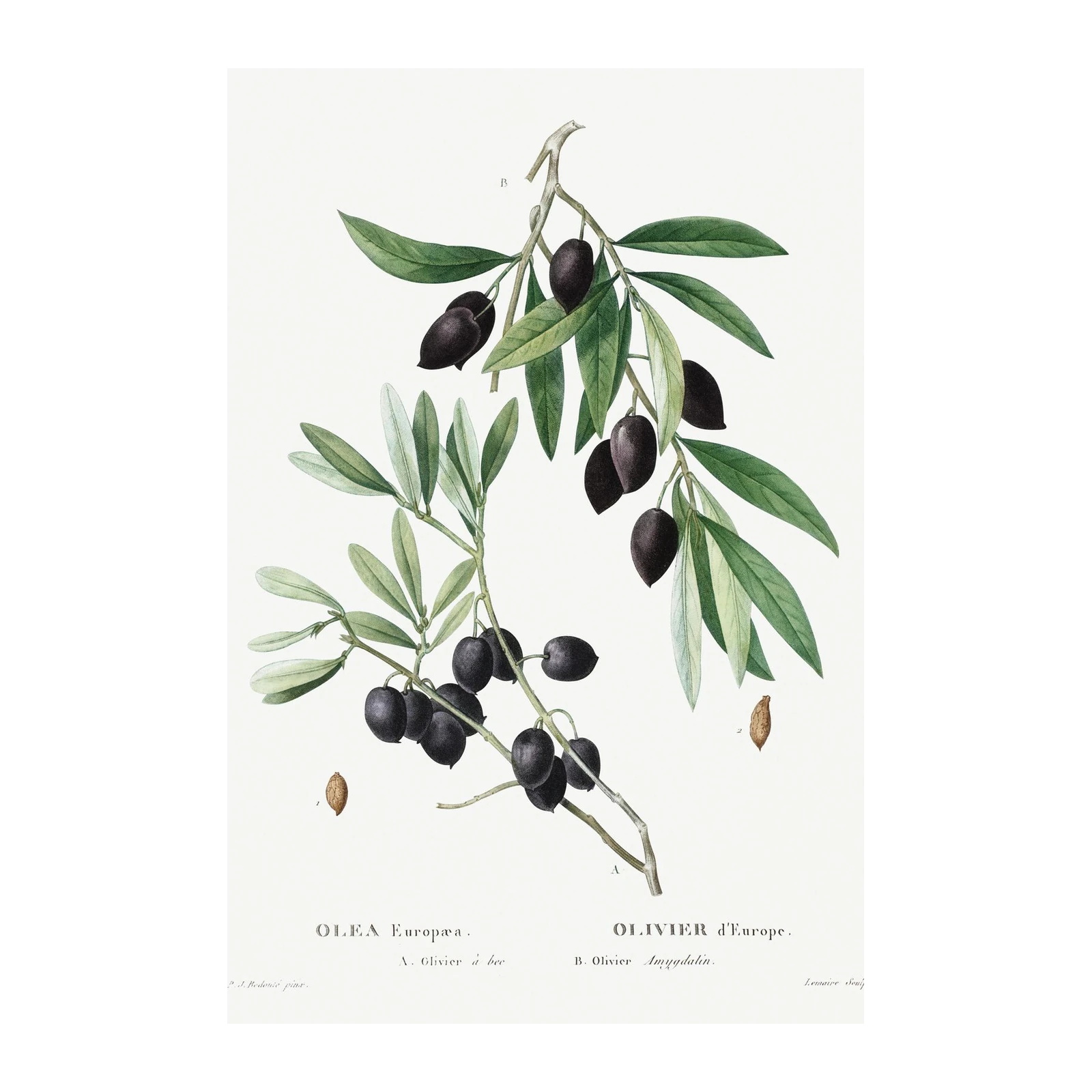 Elegant Olive Branch Botanical Wall Art