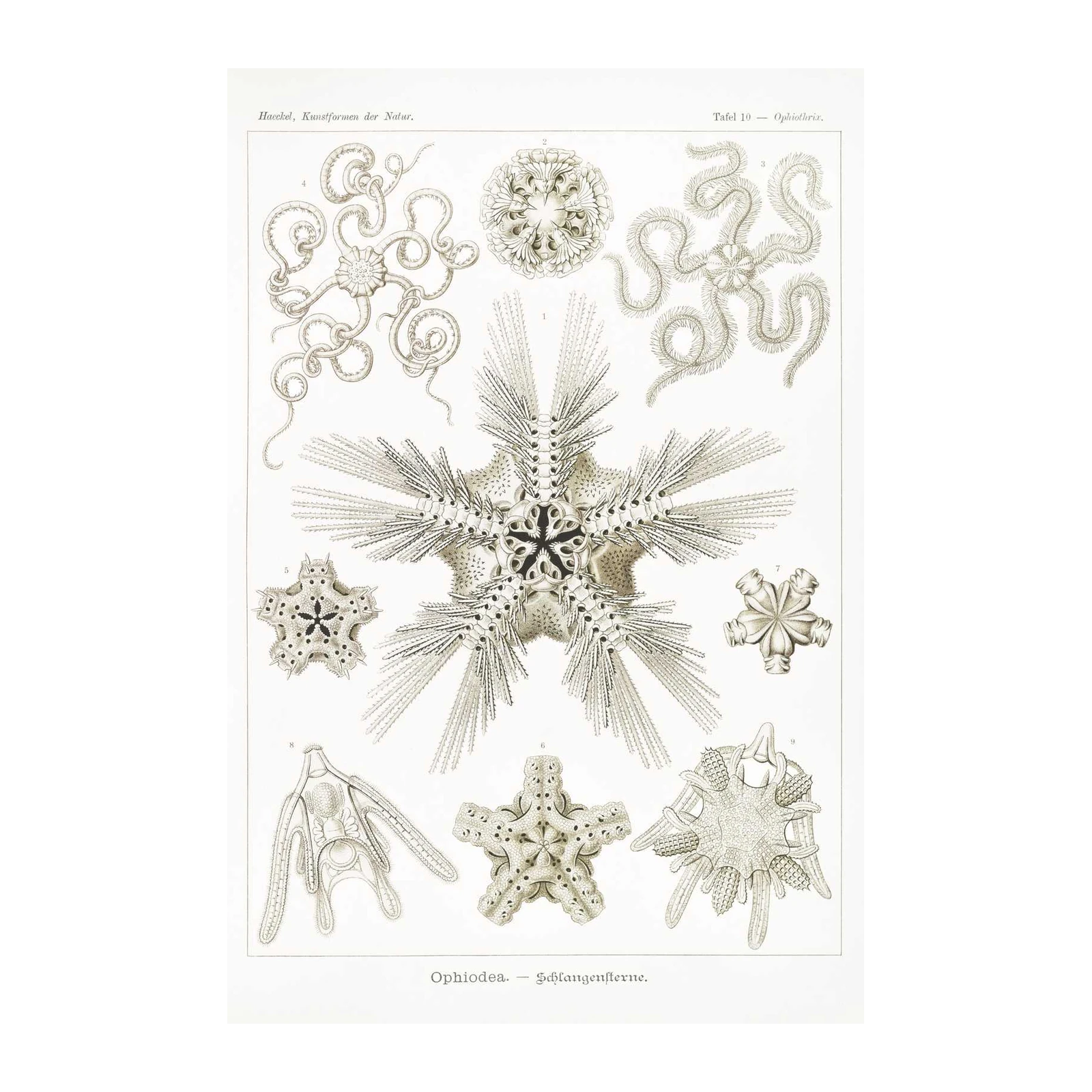 Vintage Sea Stars & Serpent Stars Wall Art