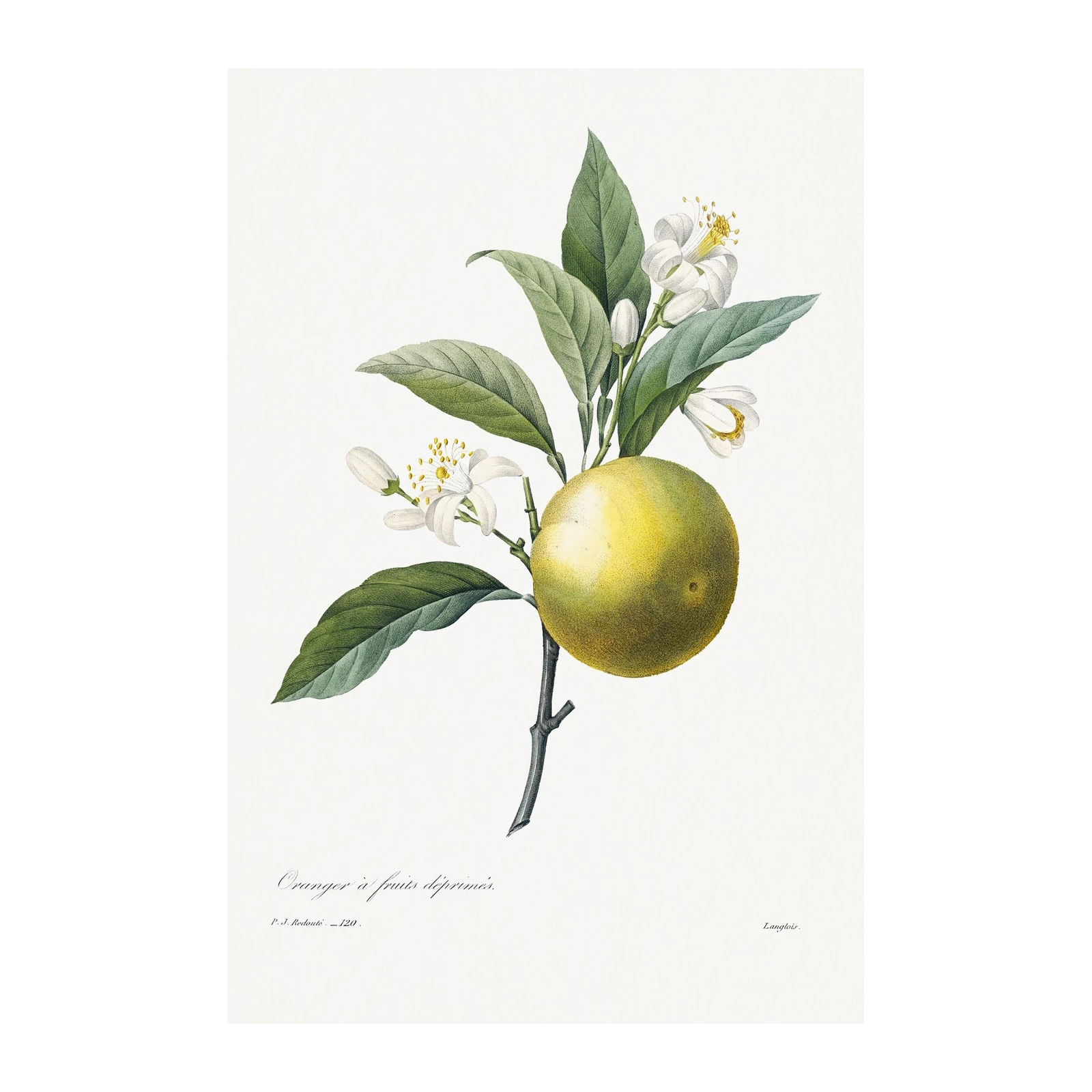 Vintage Orange Blossom & Fruit Wall Art