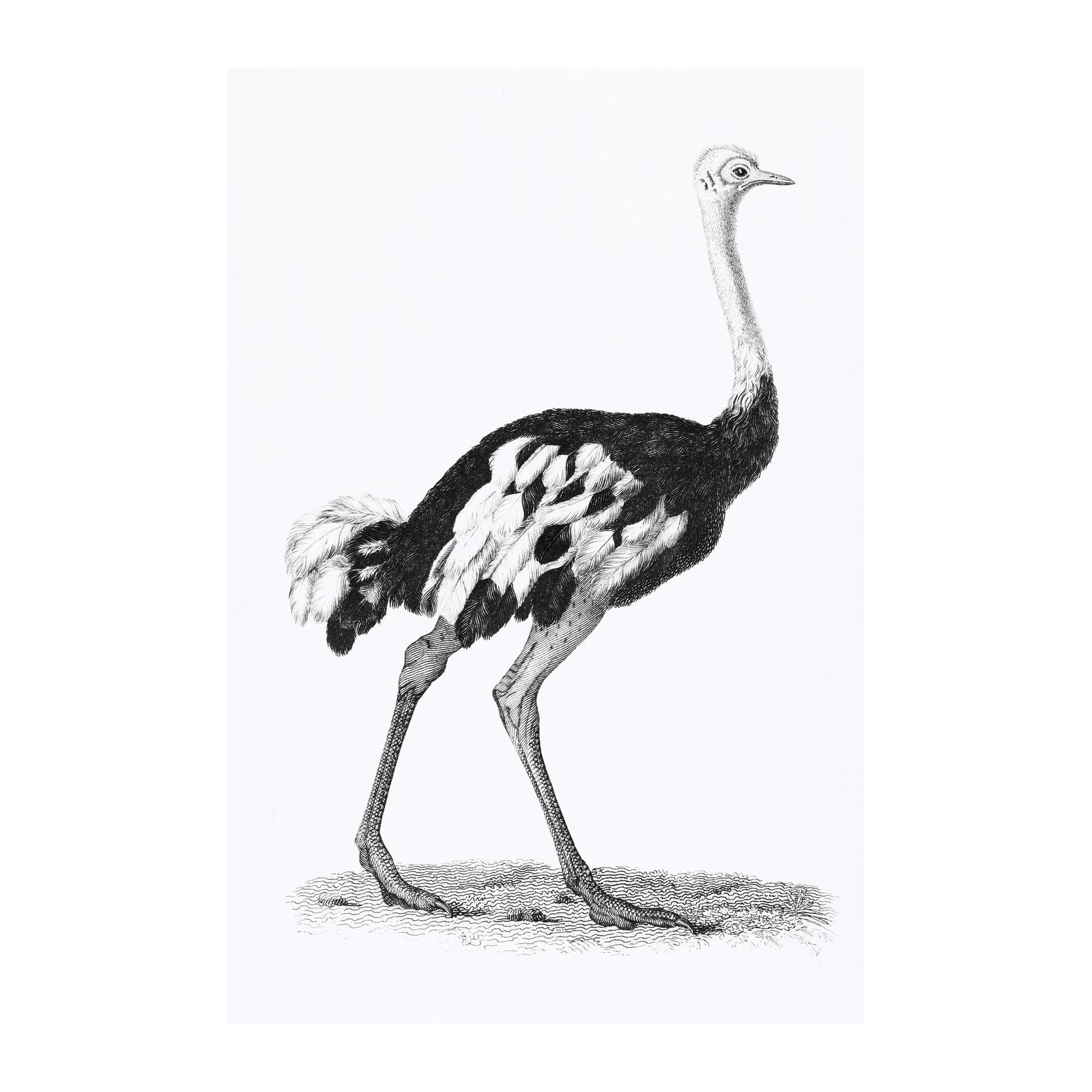 Elegant Ostrich Vintage Sketch Wall Art
