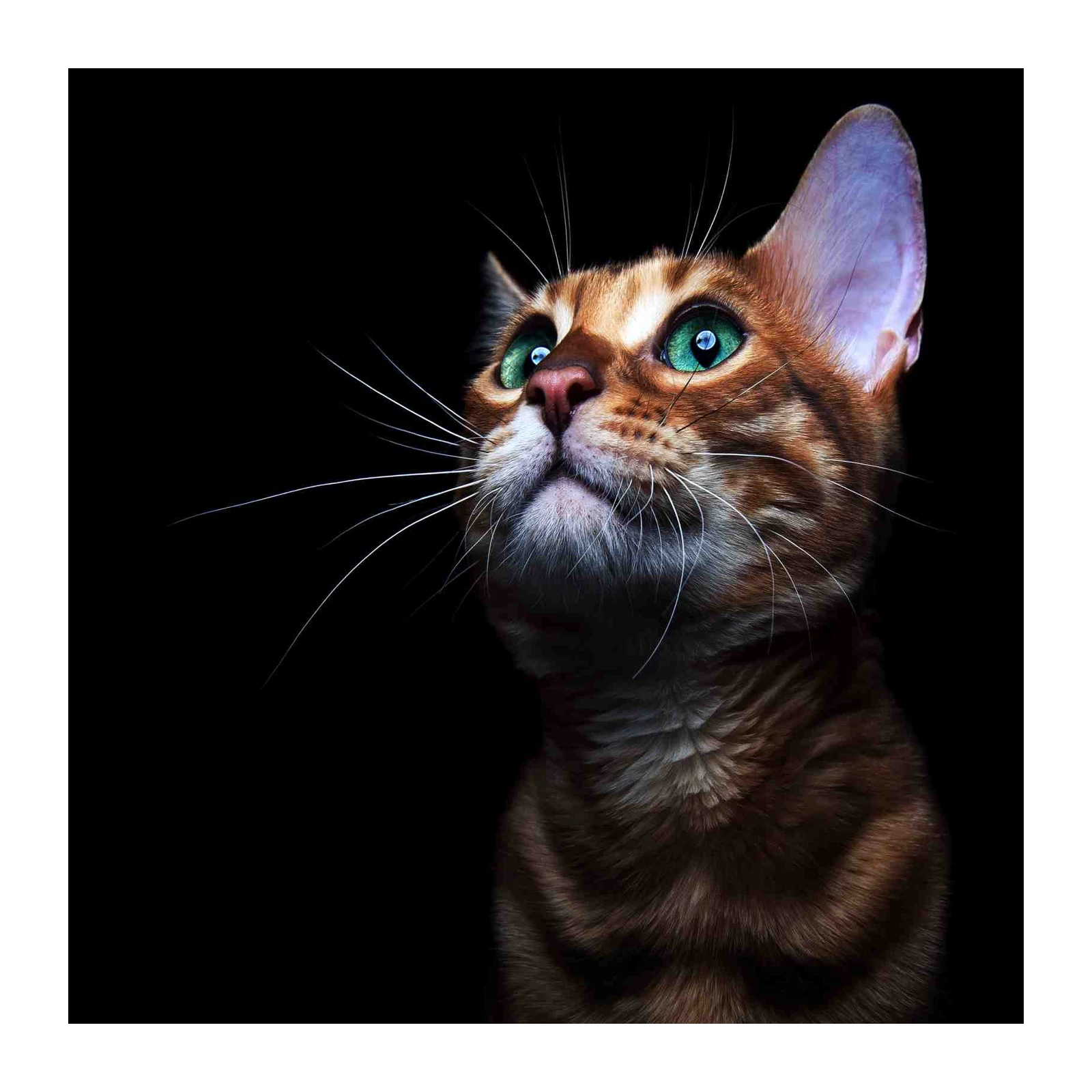 Majestic Bengal Cat Emerald Eyes Wall Art
