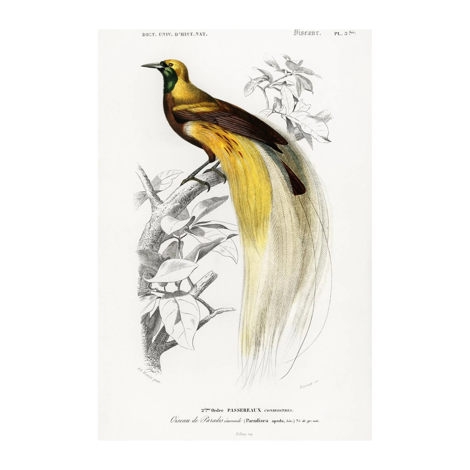 Vintage Bird of Paradise Wall Art