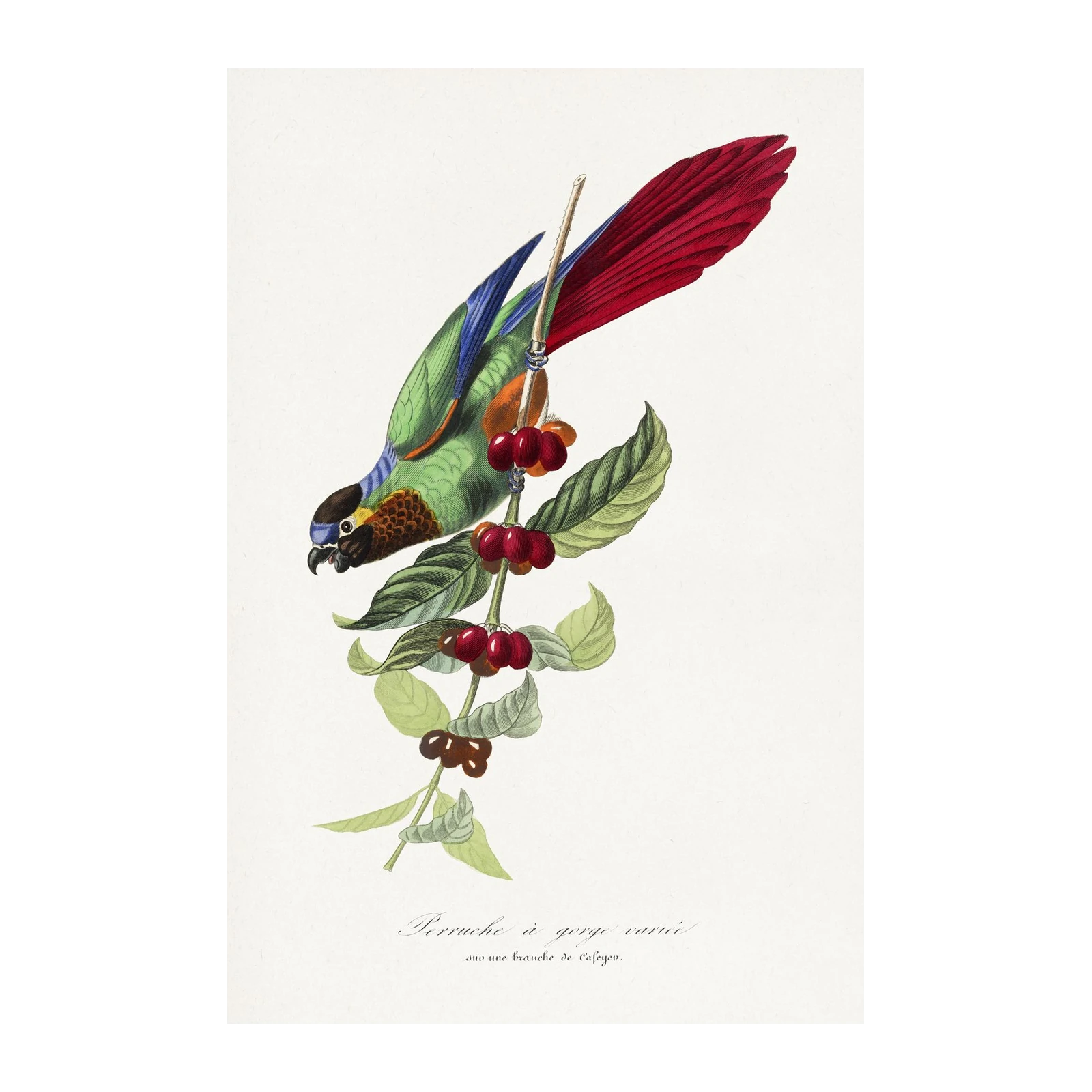 Vibrant Parrot & Coffee Branch Wall Art