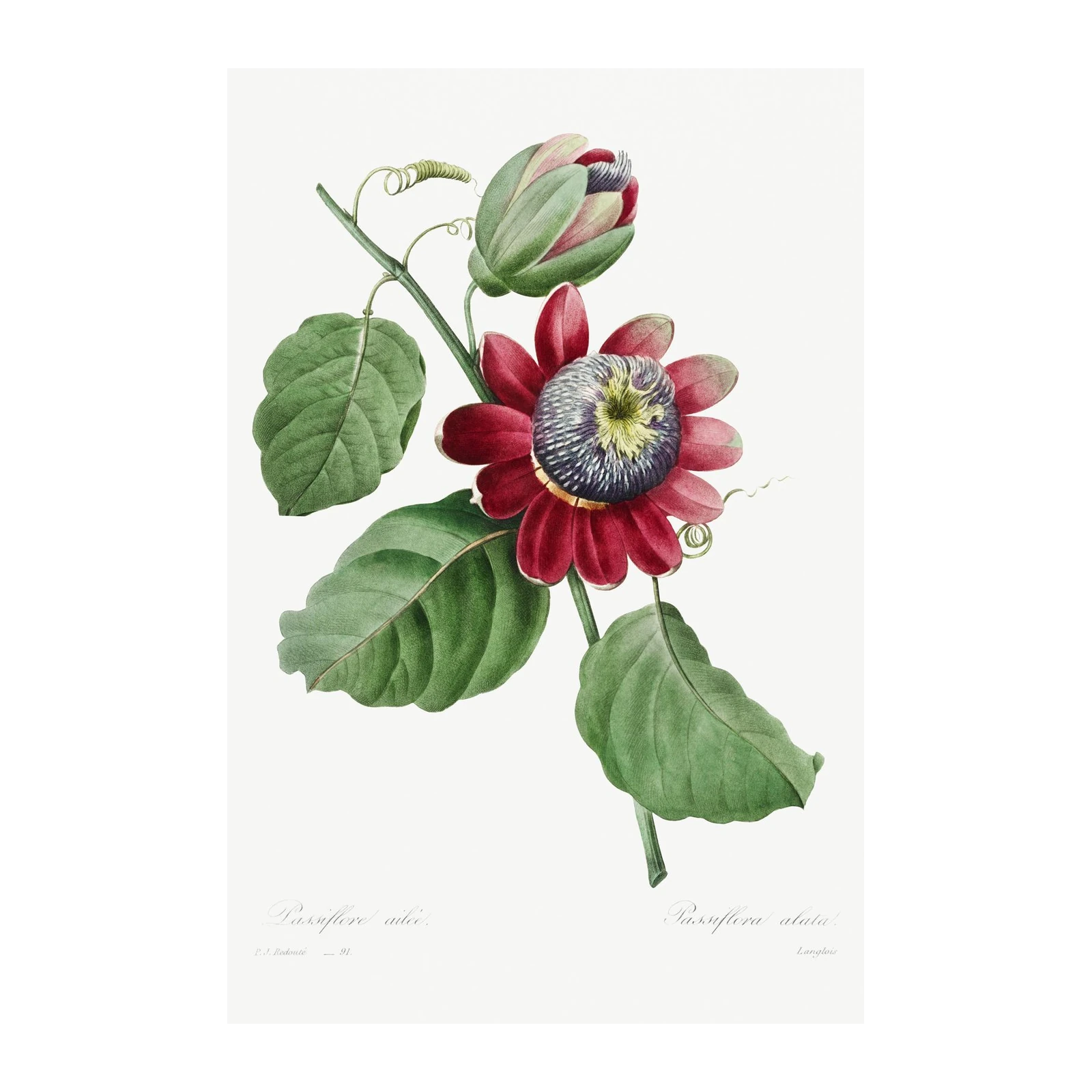 Vintage Passion Flower Botanical Art Wall Art