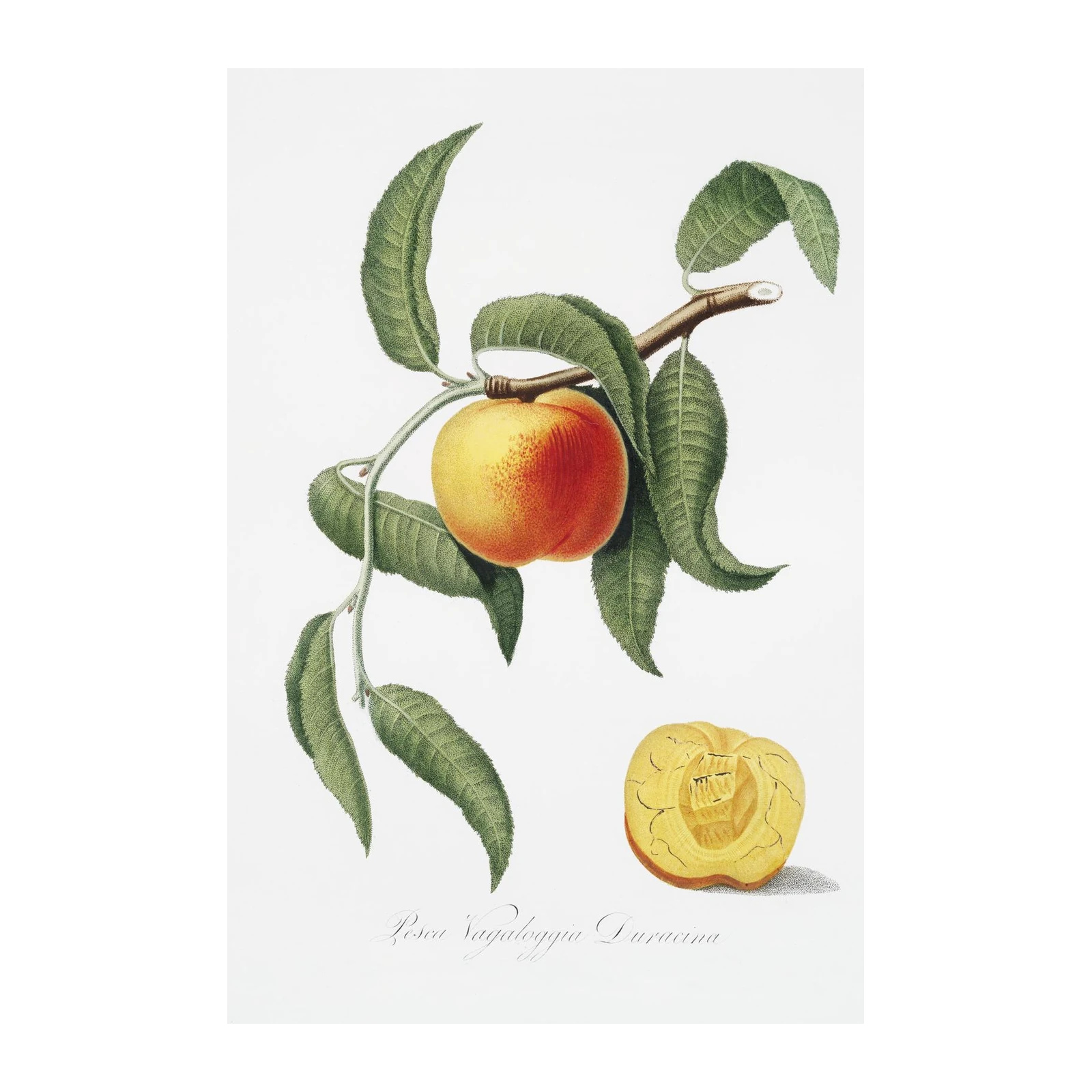 Botanical Peach & Leaf Vintage Wall Art