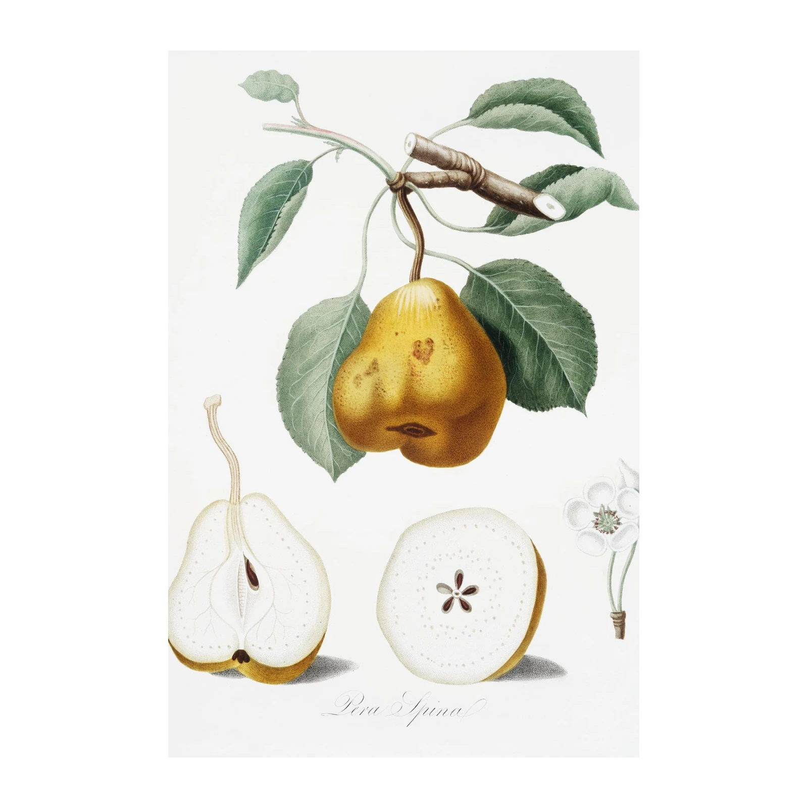 Vintage Pear Botanical Illustration Wall Art