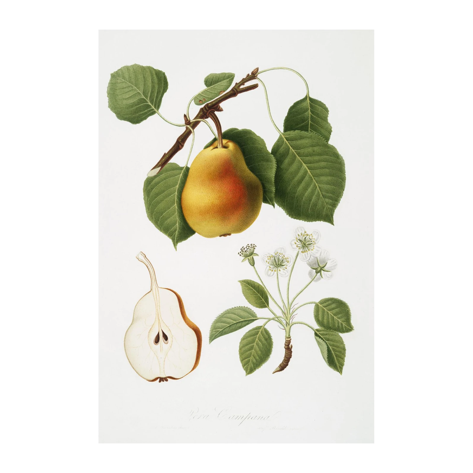 Botanical Pear Print | Vintage Fruit Wall Art Wall Art