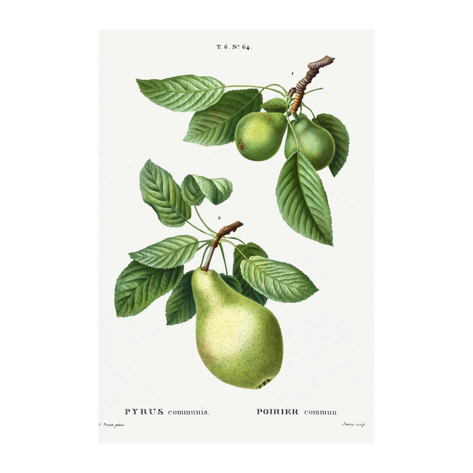 Vintage Pear Botanical Art Wall Art