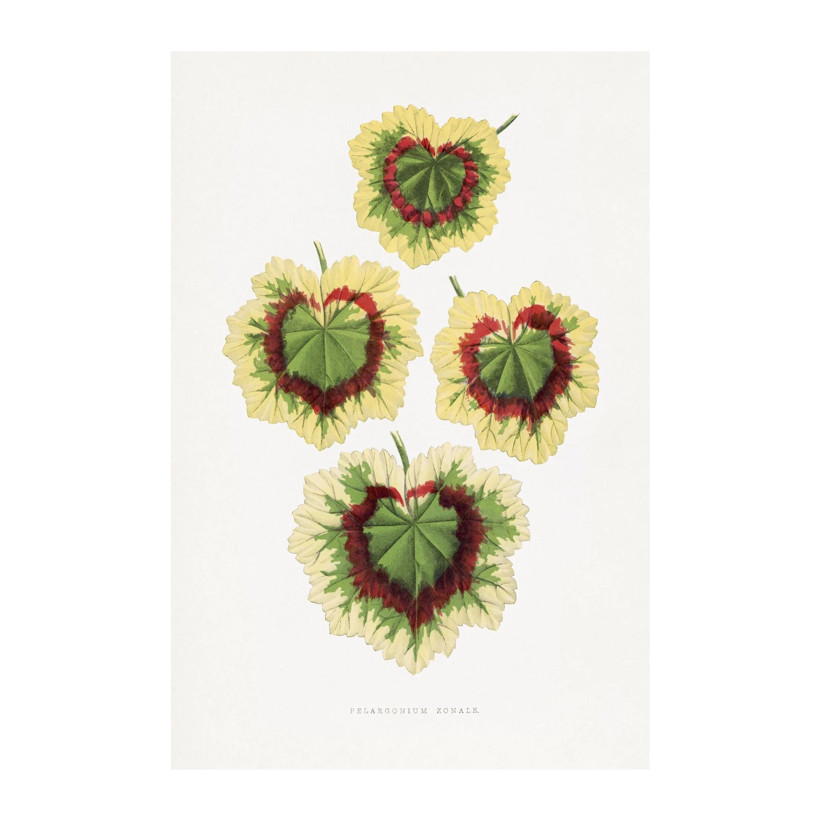 Vintage Botanical Geranium Leaves Wall Art