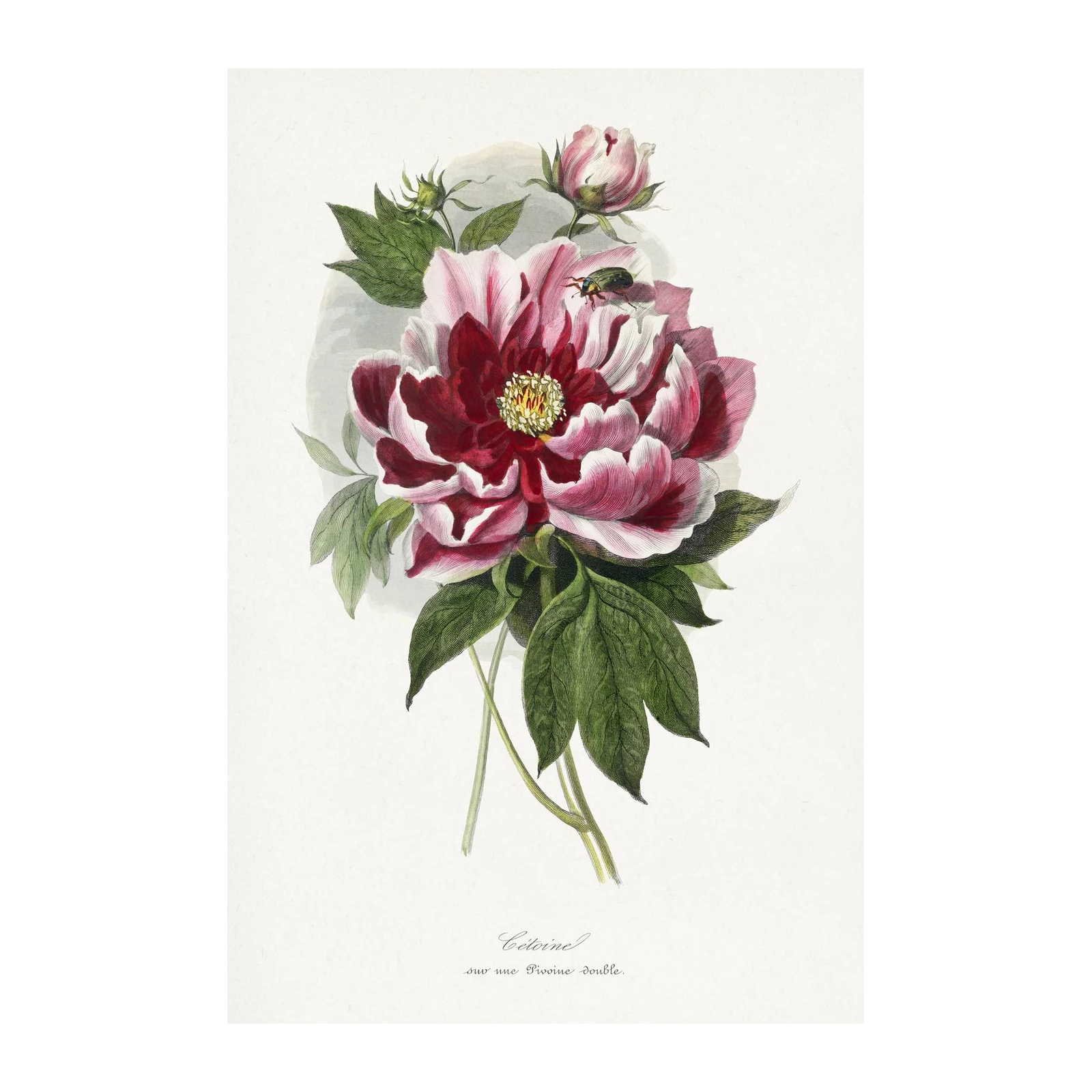Vintage Peony & Beetle Botanical Art Wall Art