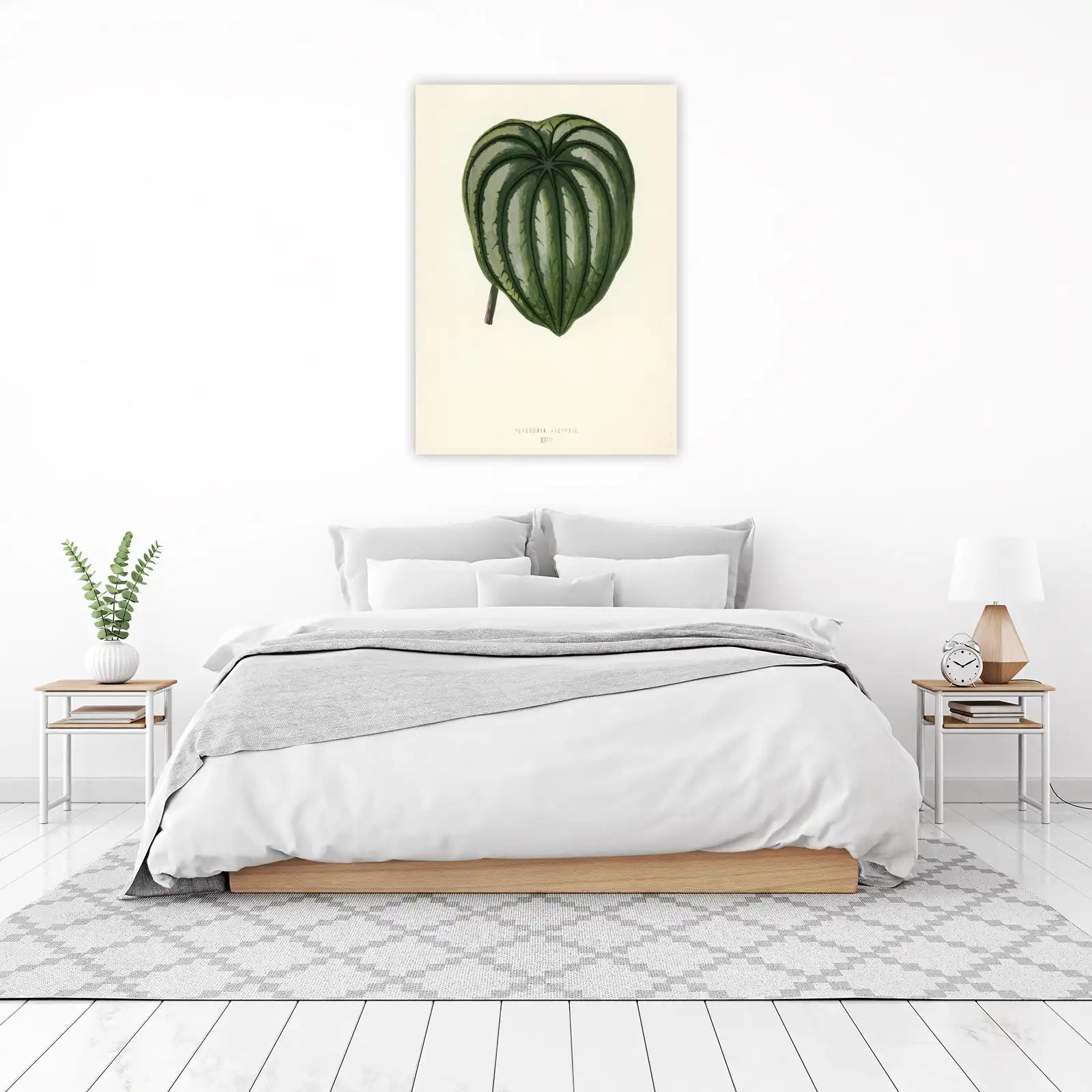 Elegant Peperomia Argyreia Botanical Wall Art