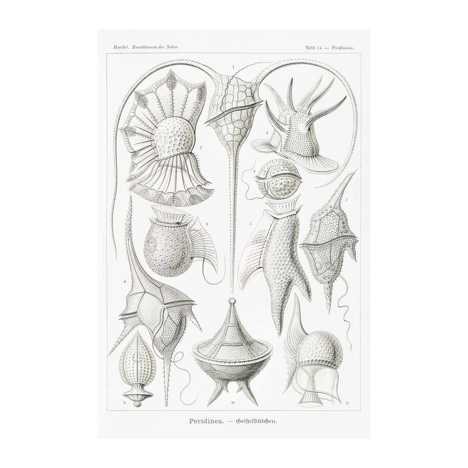 Vintage Peridinea Scientific Illustration Wall Art