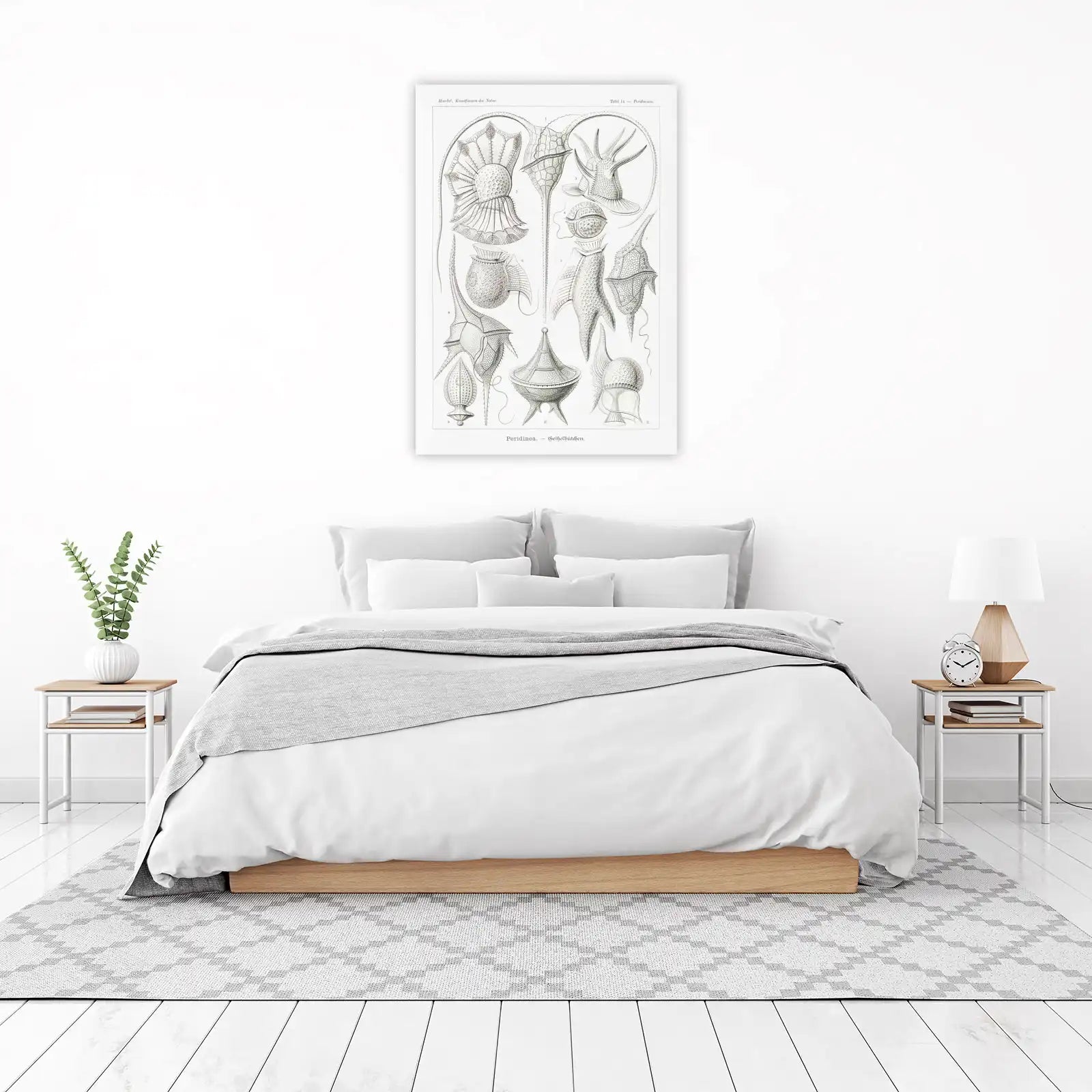 Vintage Peridinea Scientific Illustration Wall Art