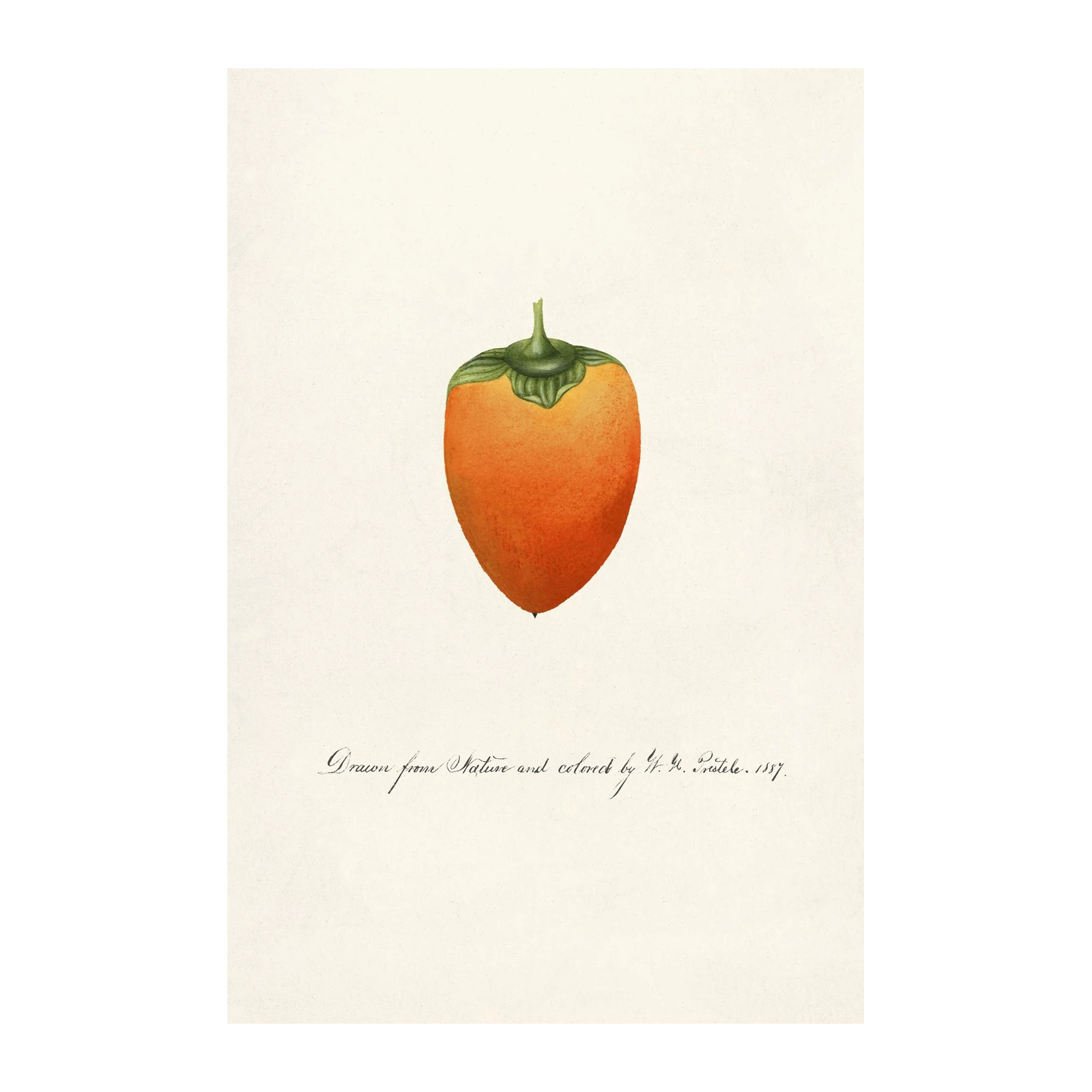 Vibrant Persimmon Botanical Vintage Wall Art