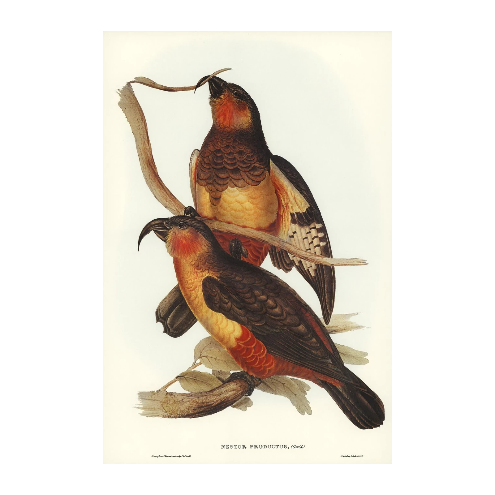 Vintage Bird Art: Nestor Productus Wall Art