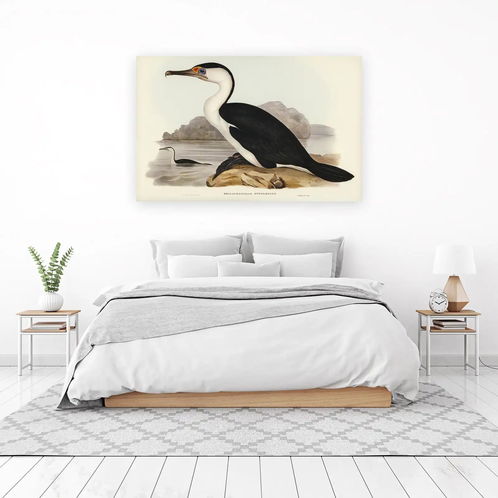 Pied Shag Bird Art Wall Art - Wildlife & Nature Decor