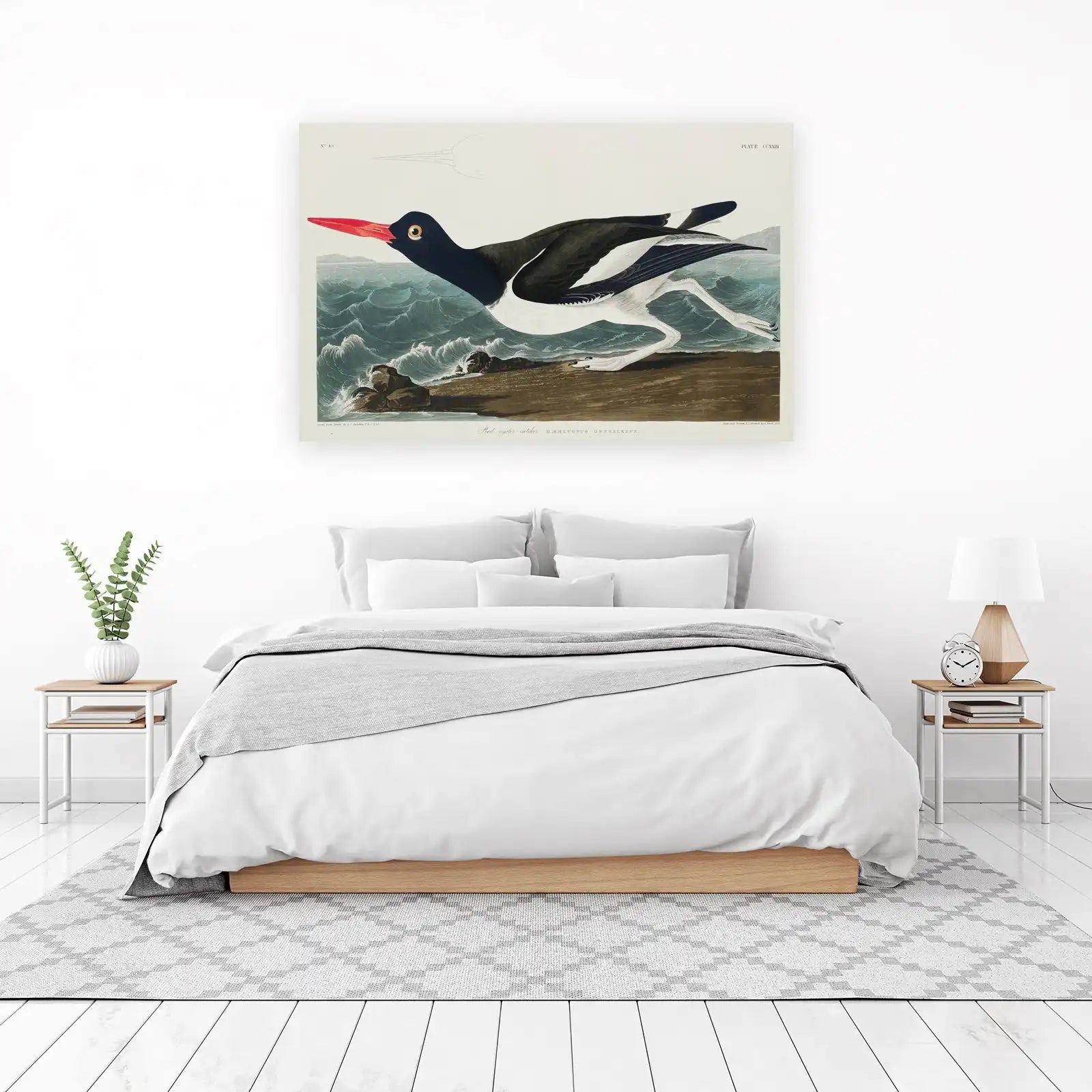 Audubon Pied Oystercatcher Wall Art