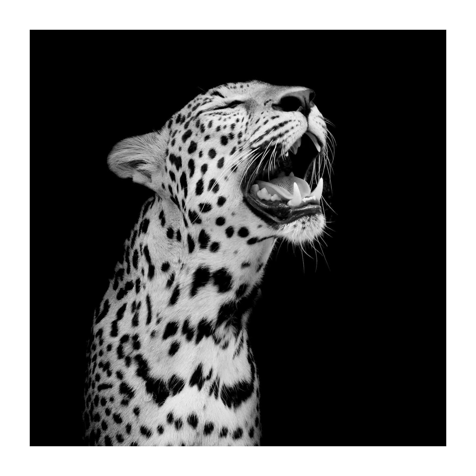 Majestic Leopard Roar Black & White Wall Art