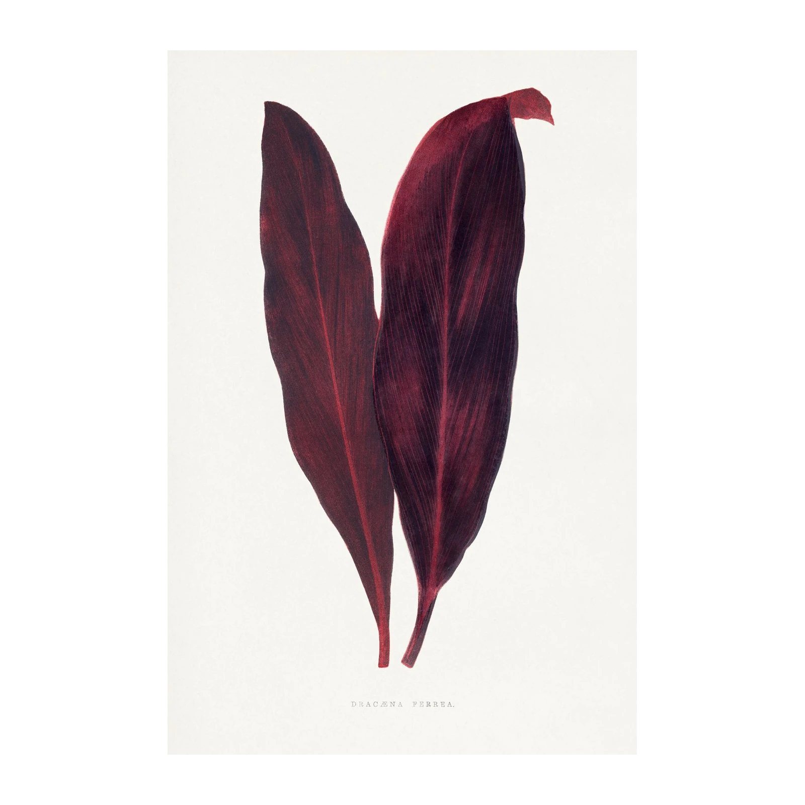 Deep Red Tropical Leaves Wall Art Wall Art