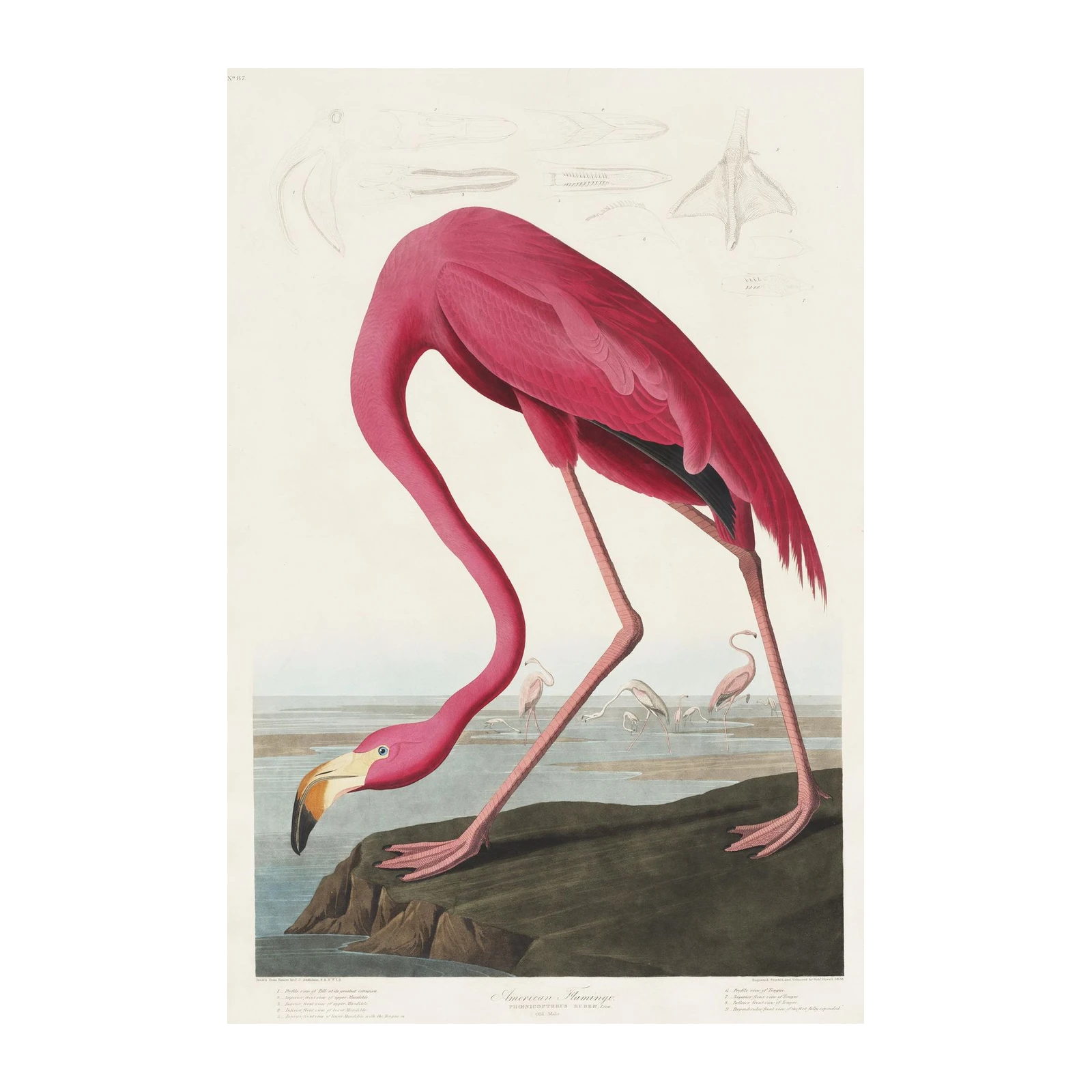 Vibrant Flamingo Nature Art Wall Art