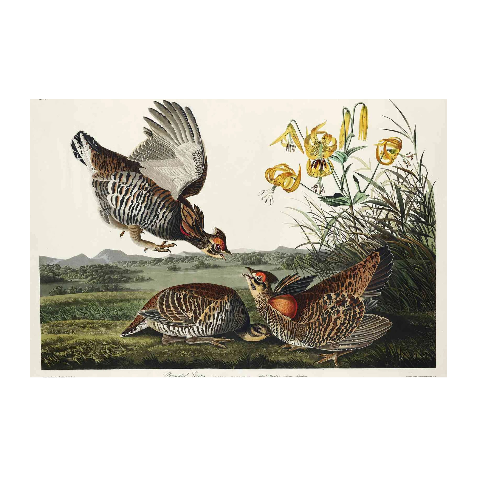 Pinnated Grouse Ornithology Vintage Wall Art