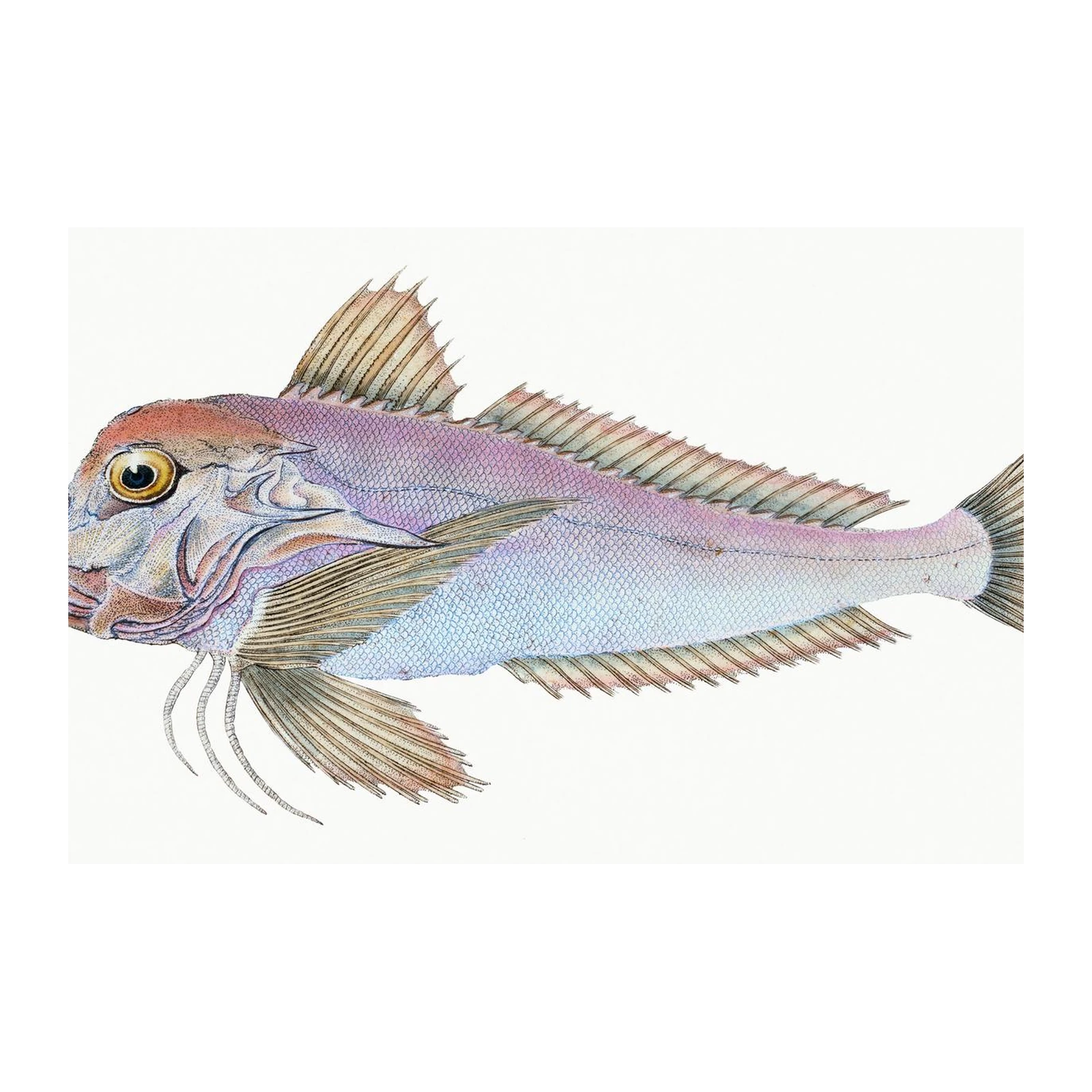 Elegant Gurnard Fish Vintage Art Wall Art