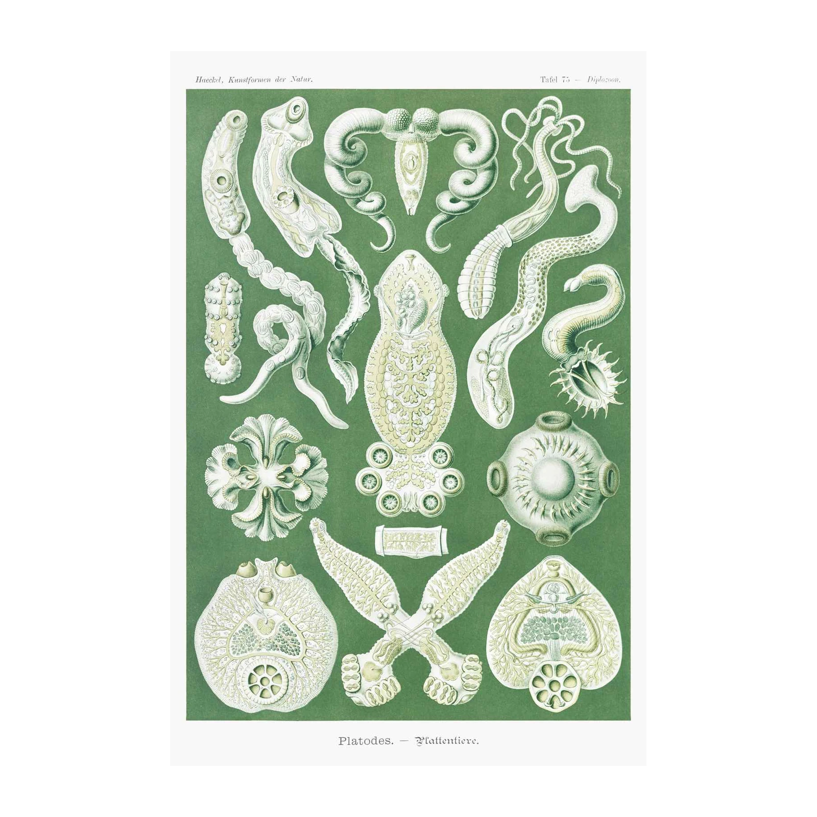 Vintage Scientific Platodes Wall Art