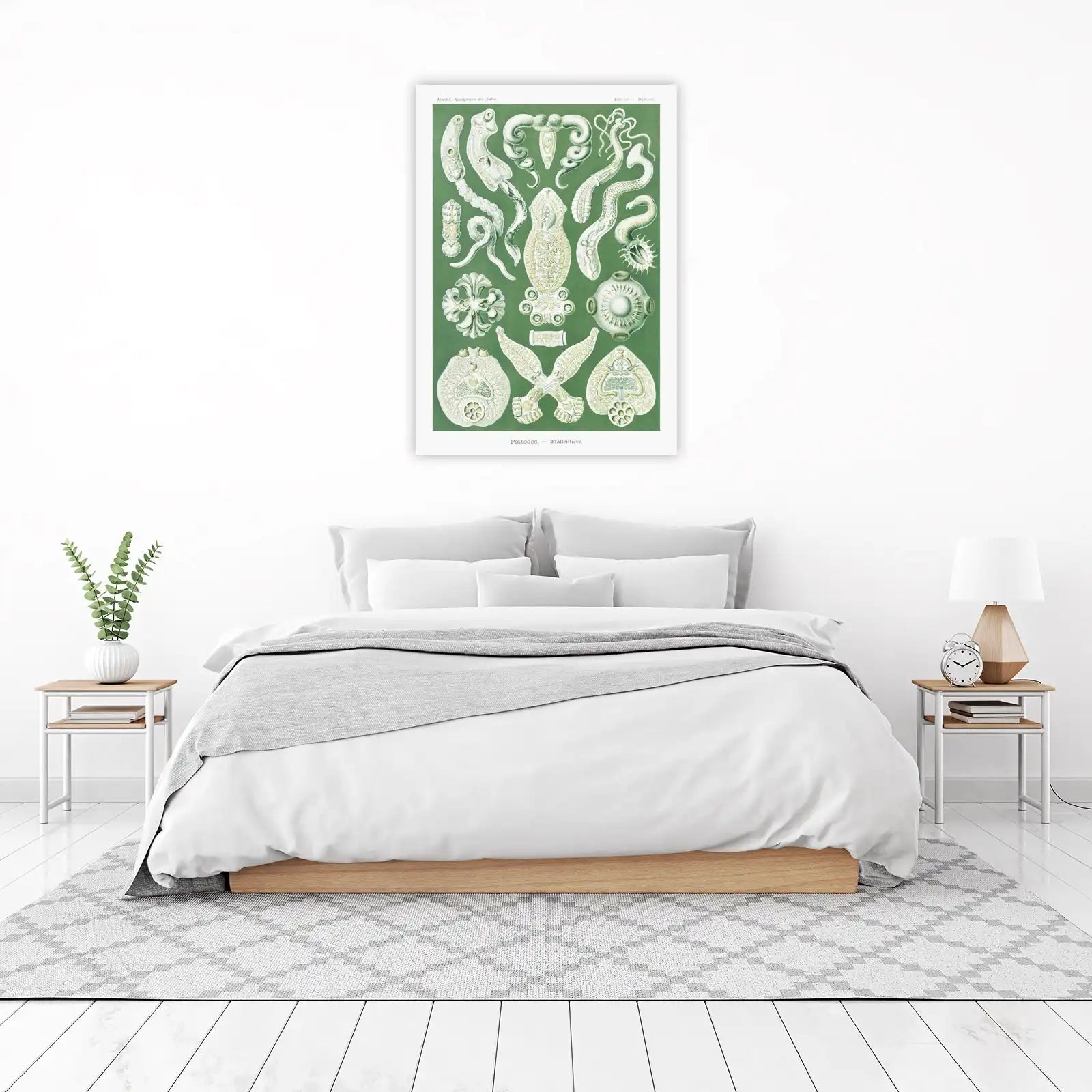 Vintage Scientific Platodes Wall Art