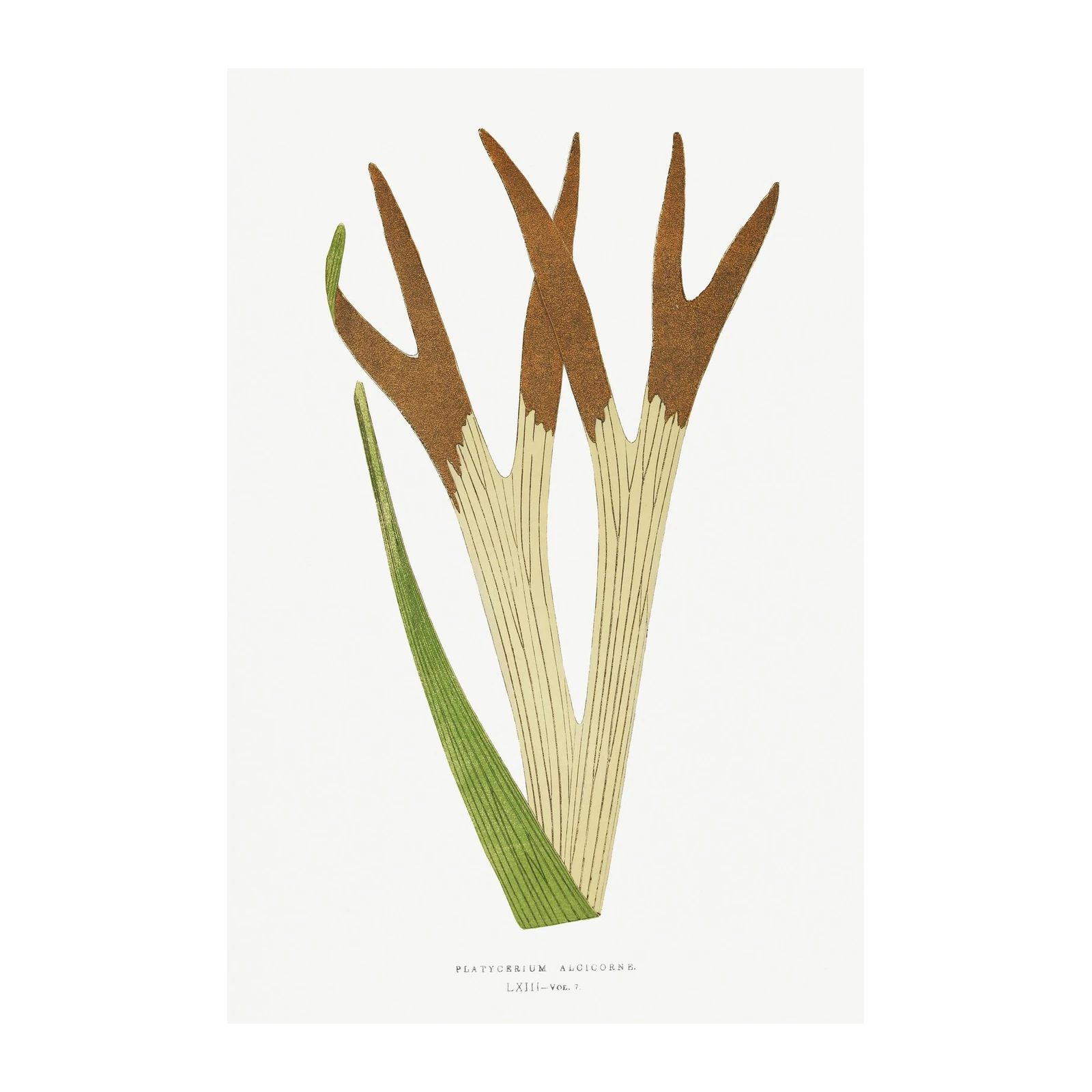 Vintage Staghorn Fern Botanical Art Wall Art