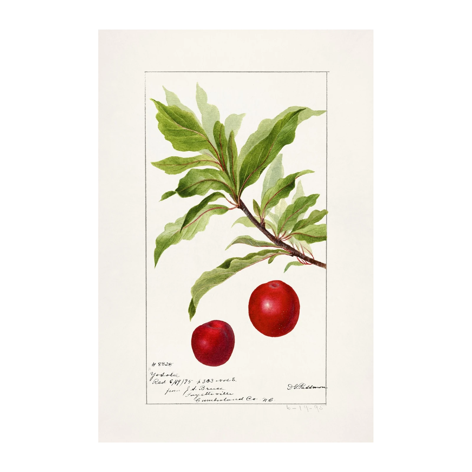 Botanical Red Plum Branch Wall Art