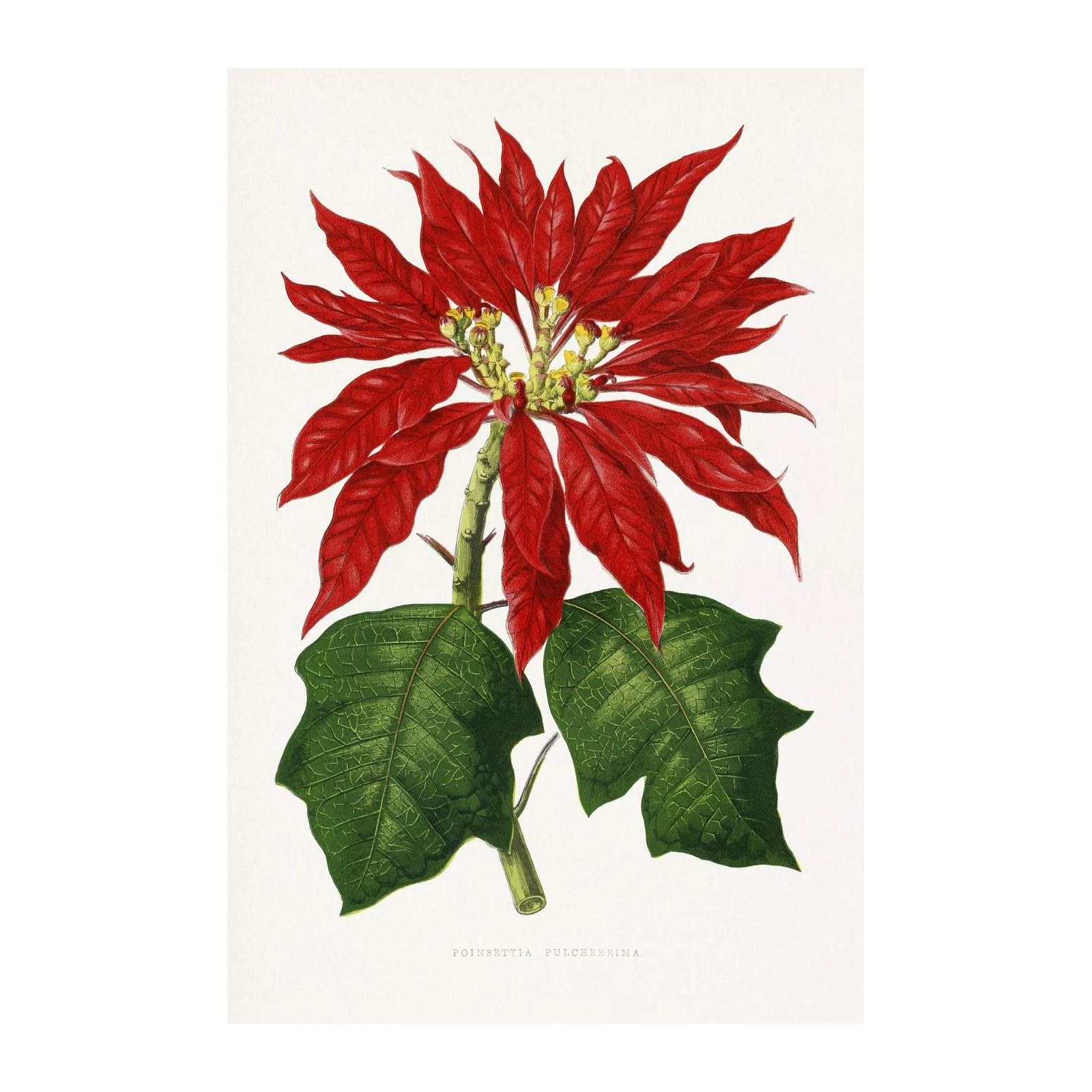Vibrant Red Poinsettia Botanical Wall Art