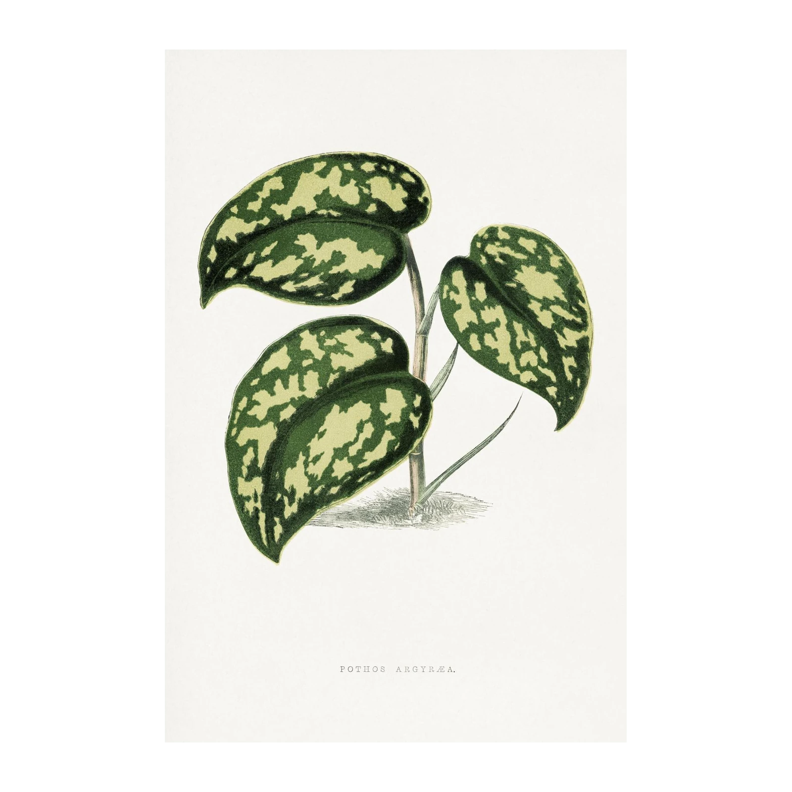 Vintage Pothos Argyrea Botanical Wall Art