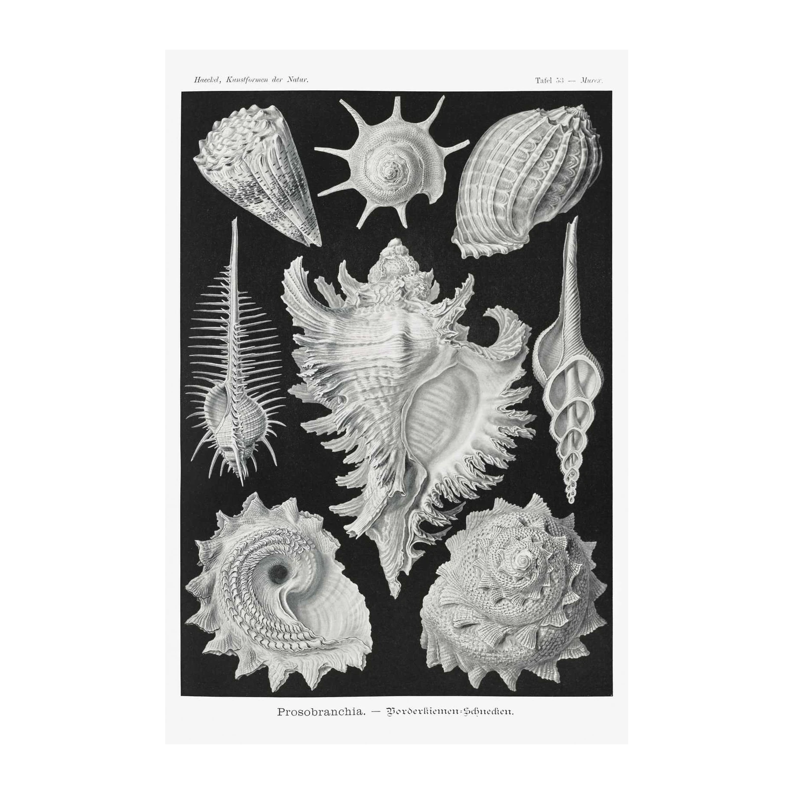 Vintage Seashells Lithograph Wall Art