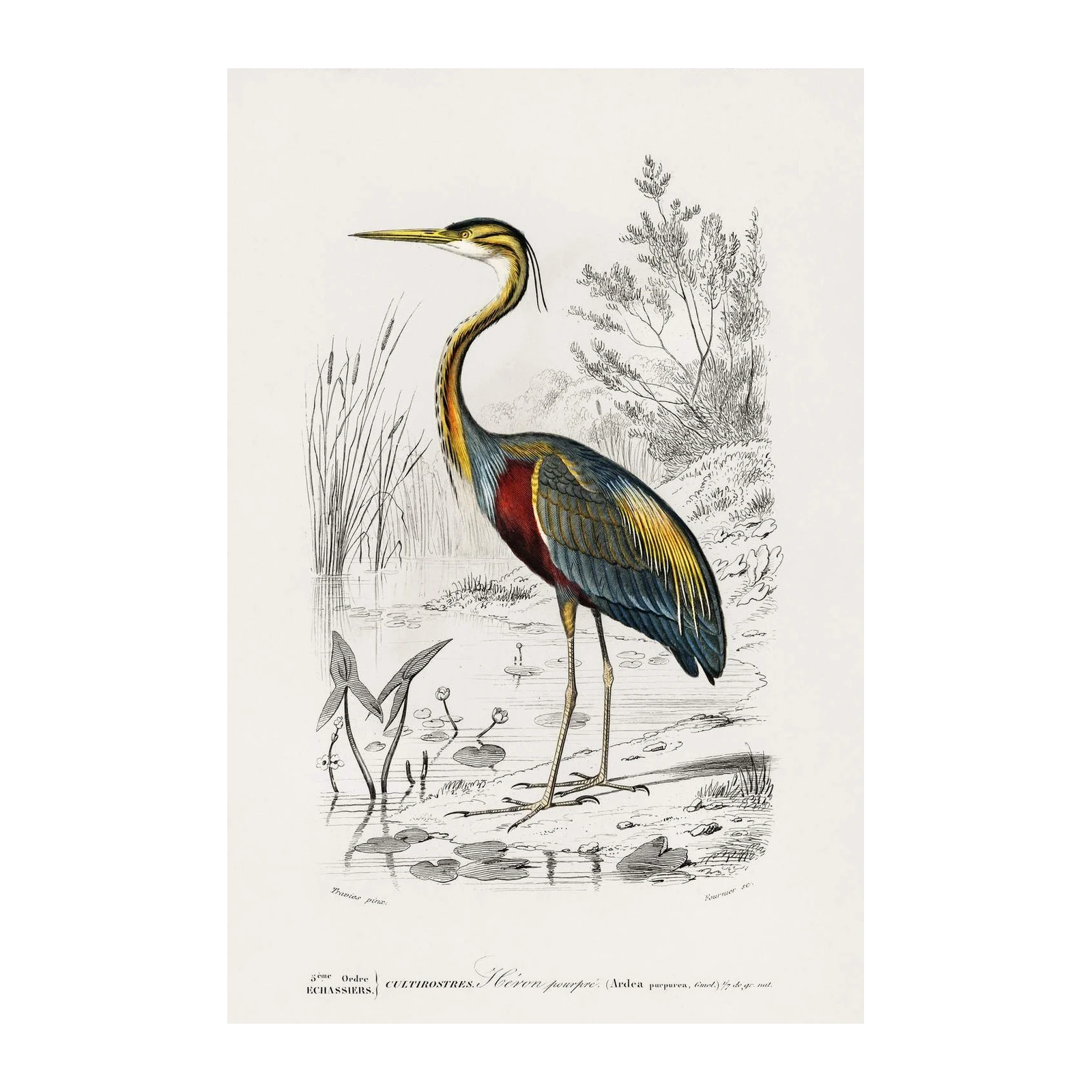 Purple Heron Vintage Bird Art Wall Art