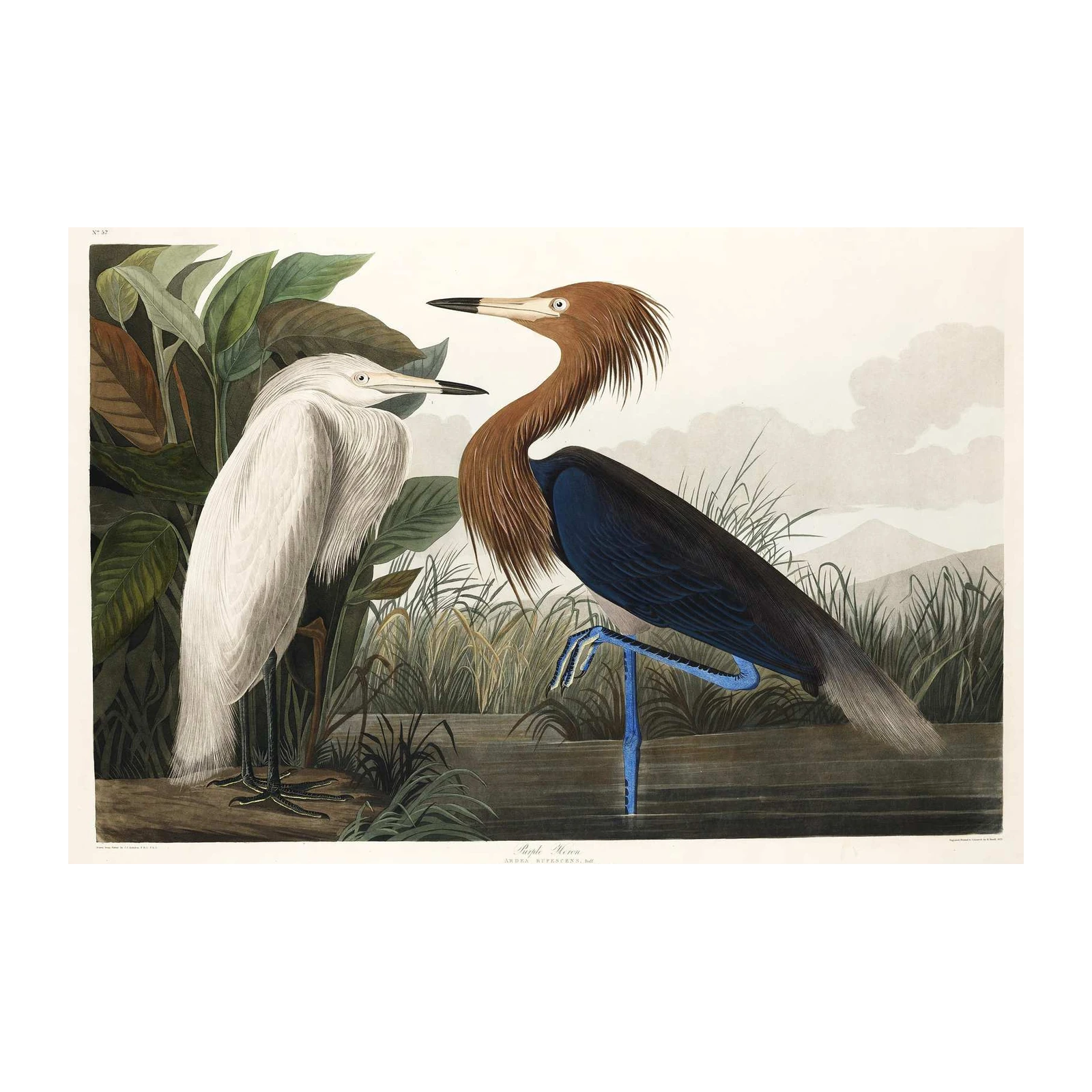 Vintage Heron & Egret Nature Art Wall Art