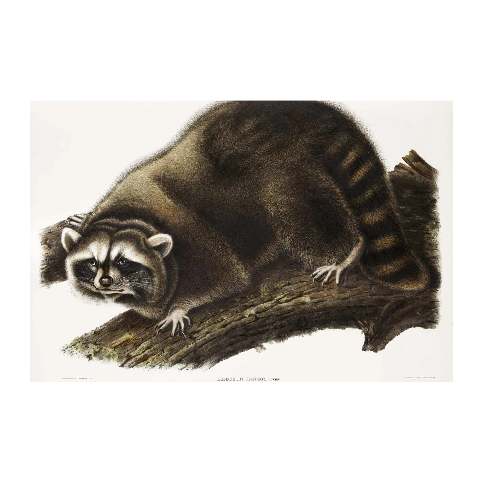 Vintage Raccoon Wildlife Art Wall Art