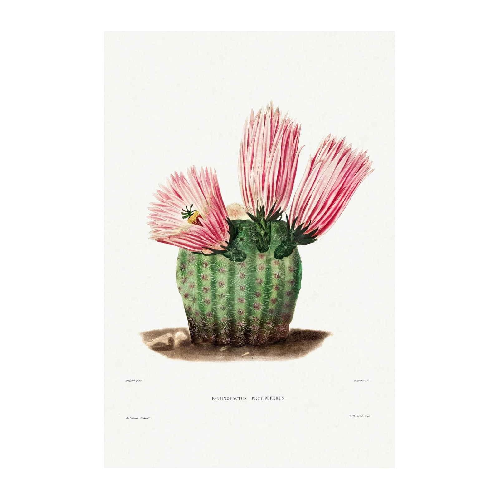 Pink Cactus Bloom Botanical Art Wall Art