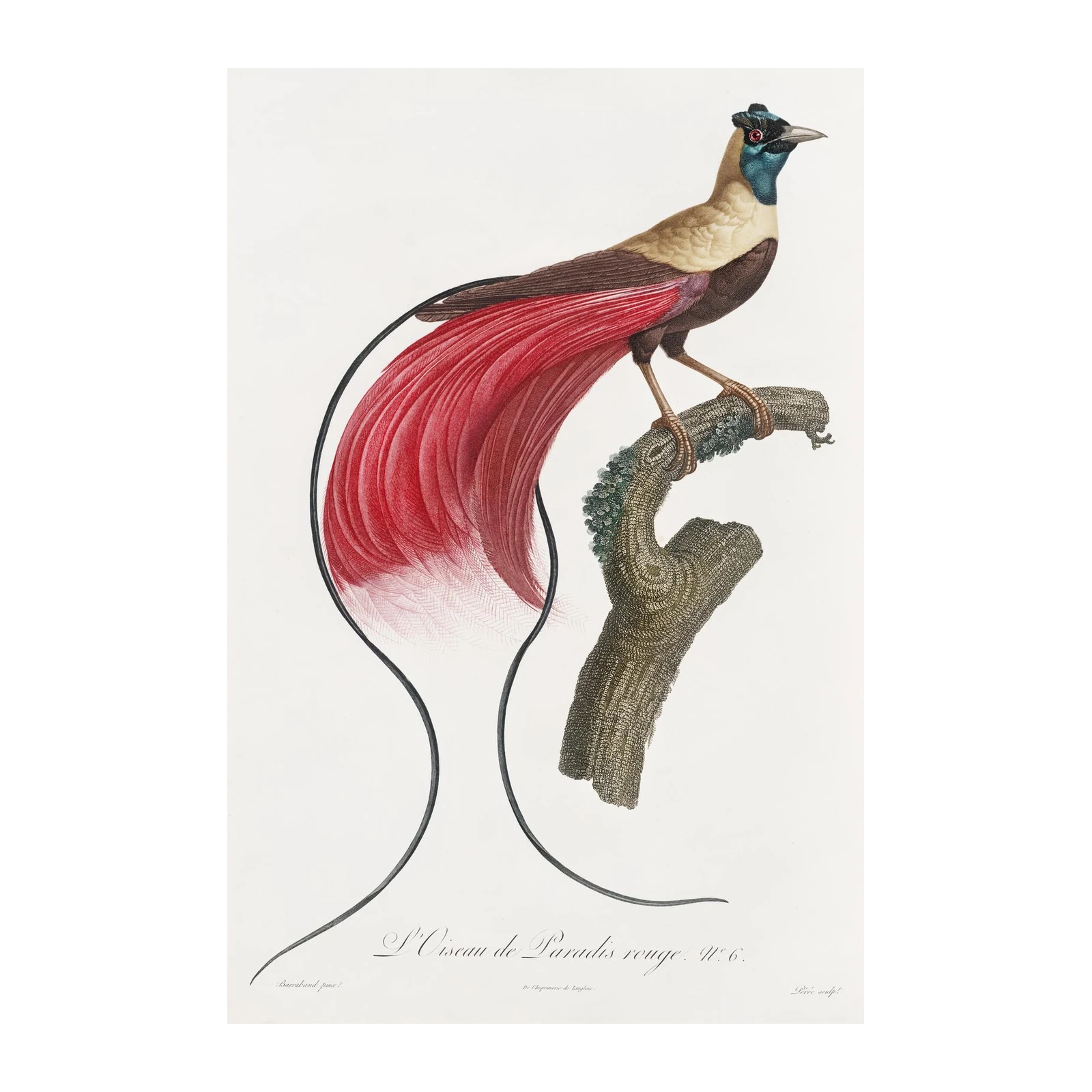 Exotic Bird of Paradise Red Plumage Wall Art
