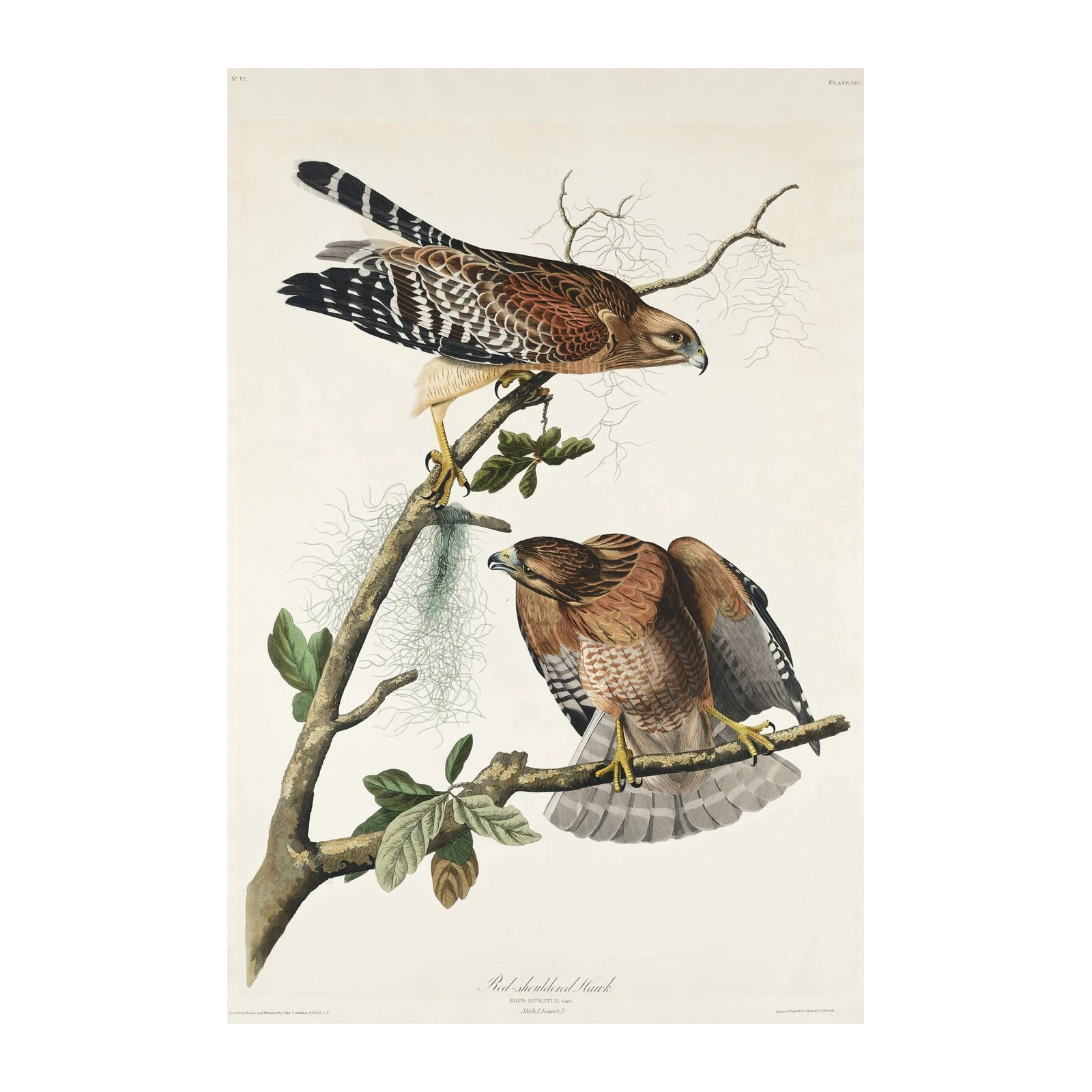 Red-shouldered Hawk Vintage Bird Art Wall Art