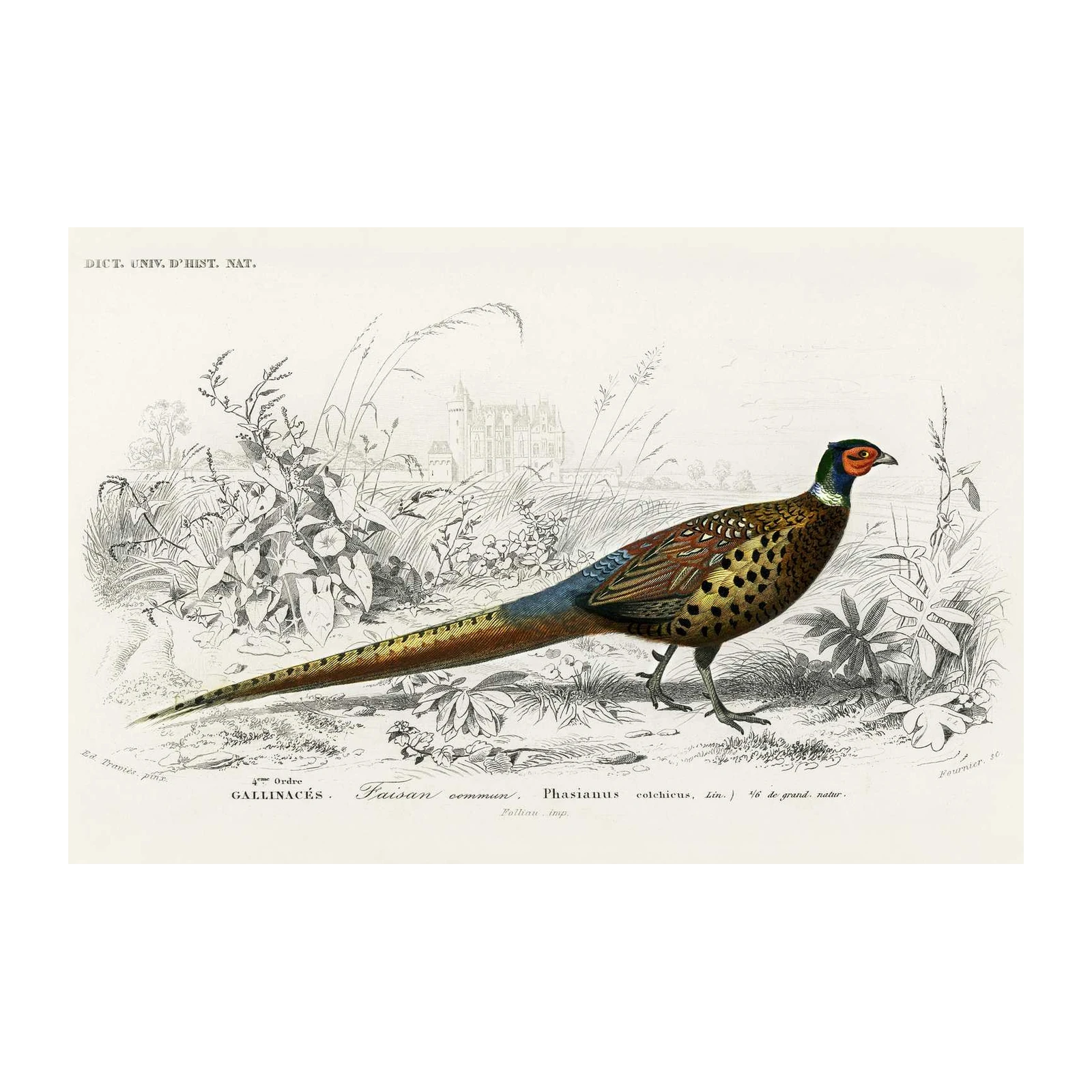 Vintage Pheasant Nature Art Wall Art