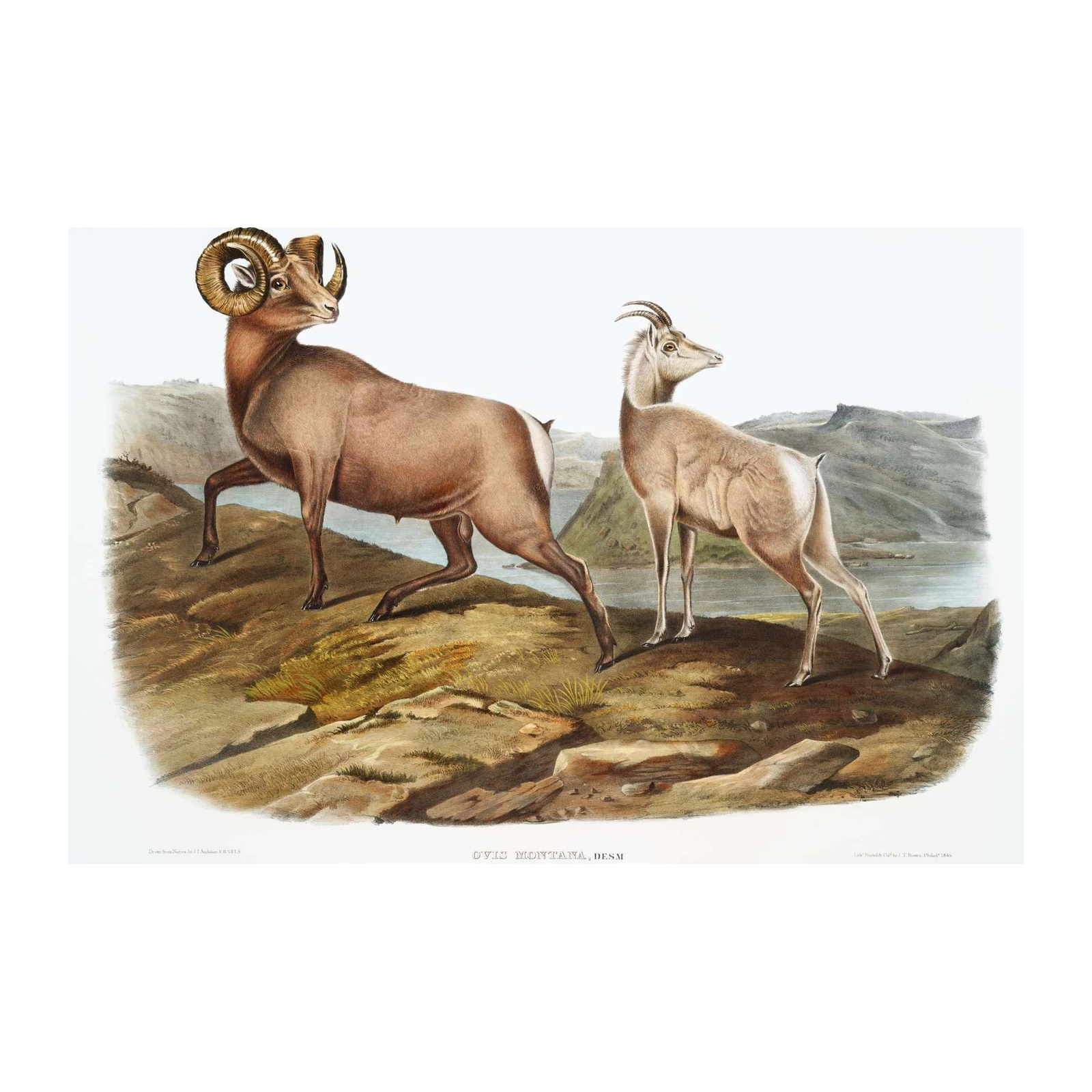Rocky Mountain Bighorn Sheep Wall Art - Vintage Wildlife Art