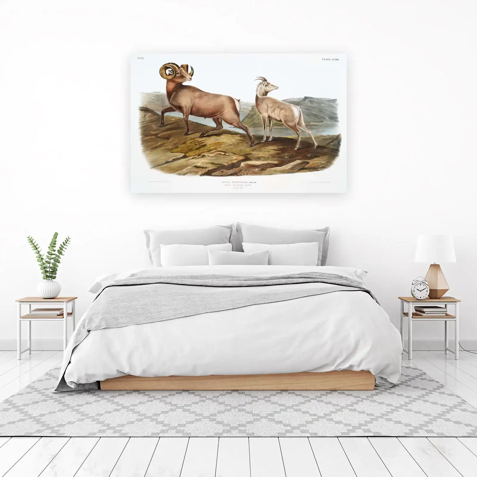 Rocky Mountain Bighorn Sheep Wall Art - Vintage Wildlife Art