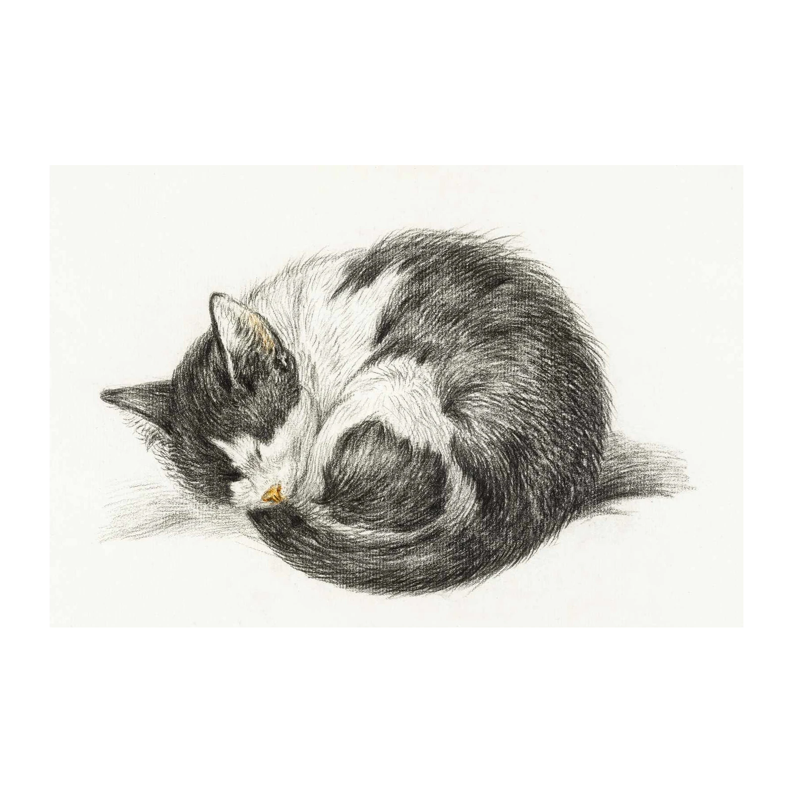 Sleeping Cat Charcoal Art Wall Art