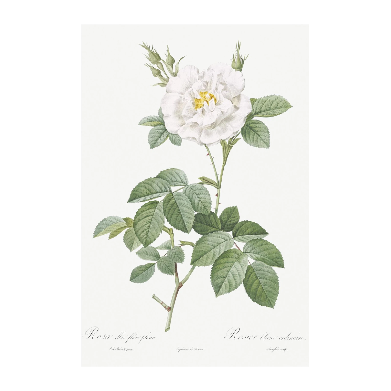 Vintage White Rose Botanical Art Wall Art