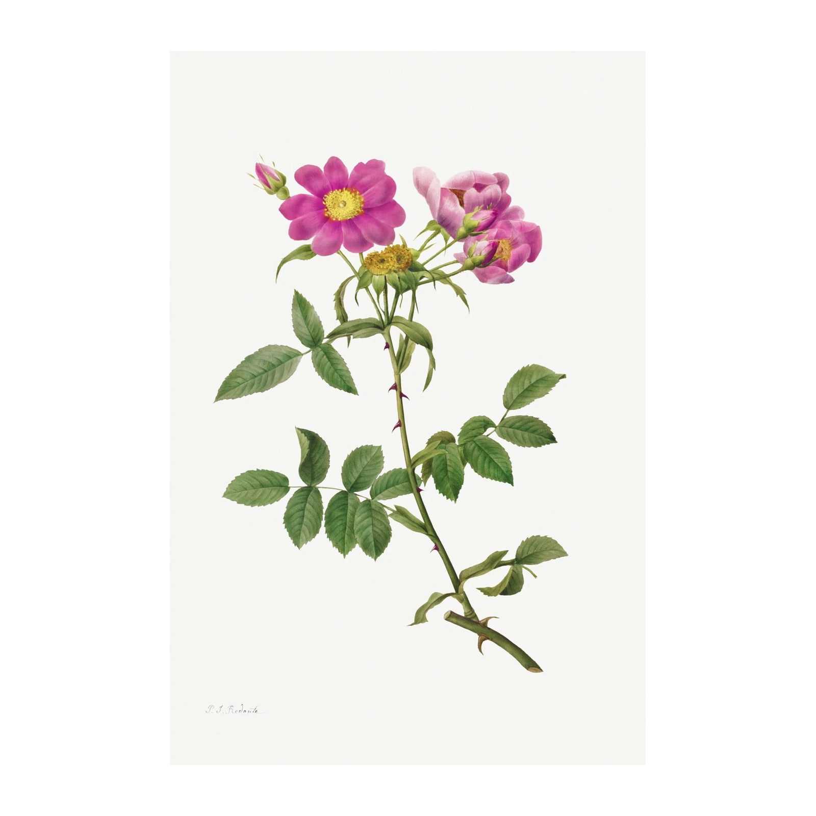 Vintage Rose Botanical Art Wall Art