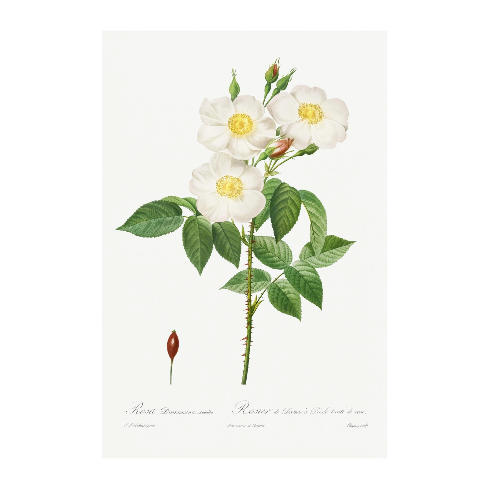 Botanical White Rose & Rosehip Wall Art