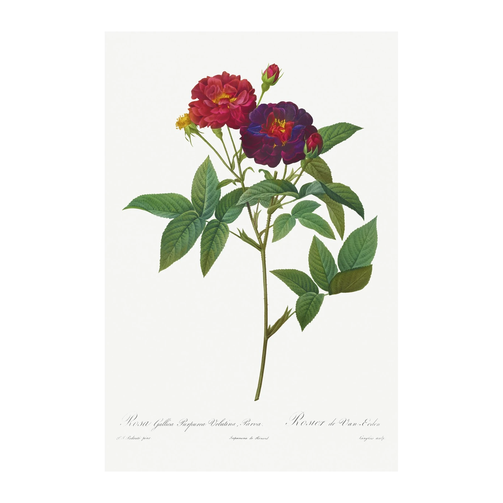 Elegant Red & Purple Rose Botanical Wall Art