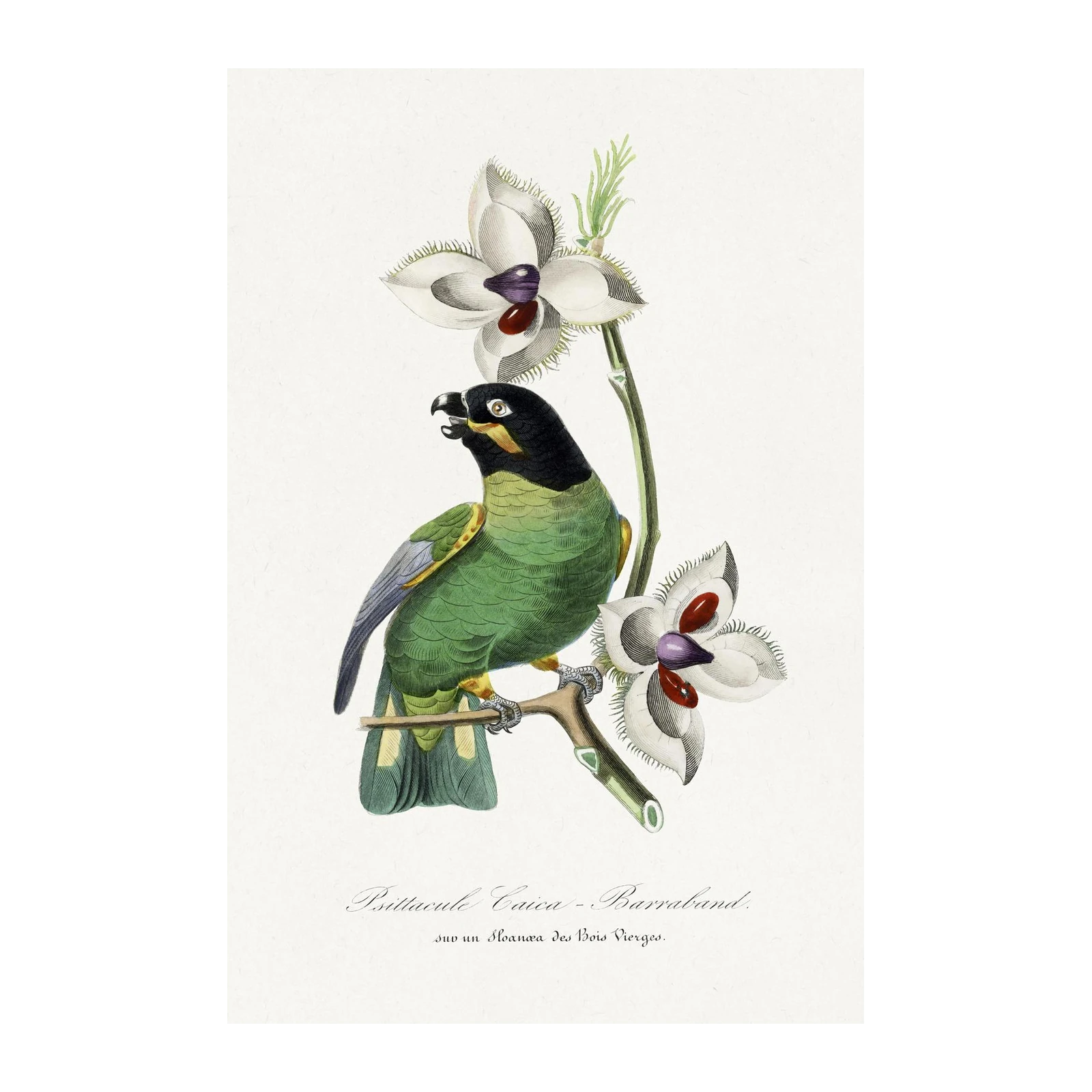 Vintage Parrot & Orchid Botanical Art Wall Art